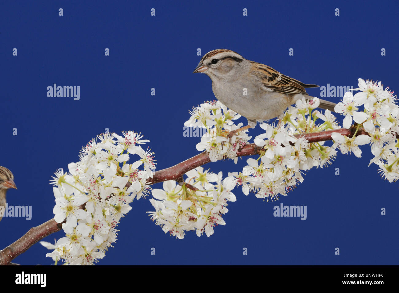Chipping Sparrow (Spizella passerina), adult on blooming Mexican Plum, San Antonio, Hill Country, Central Texas, USA Stock Photo