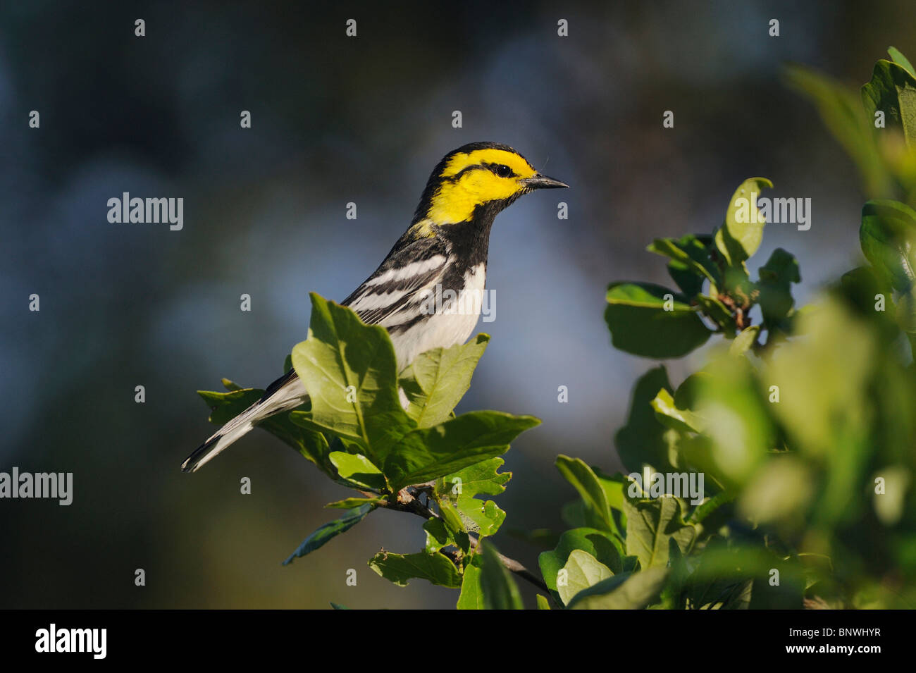 Golden-cheeked Warbler (Dendroica chrysoparia), male in oak tree, Friedrich Wilderness Park, San Antonio, Hill Country, Texas Stock Photo