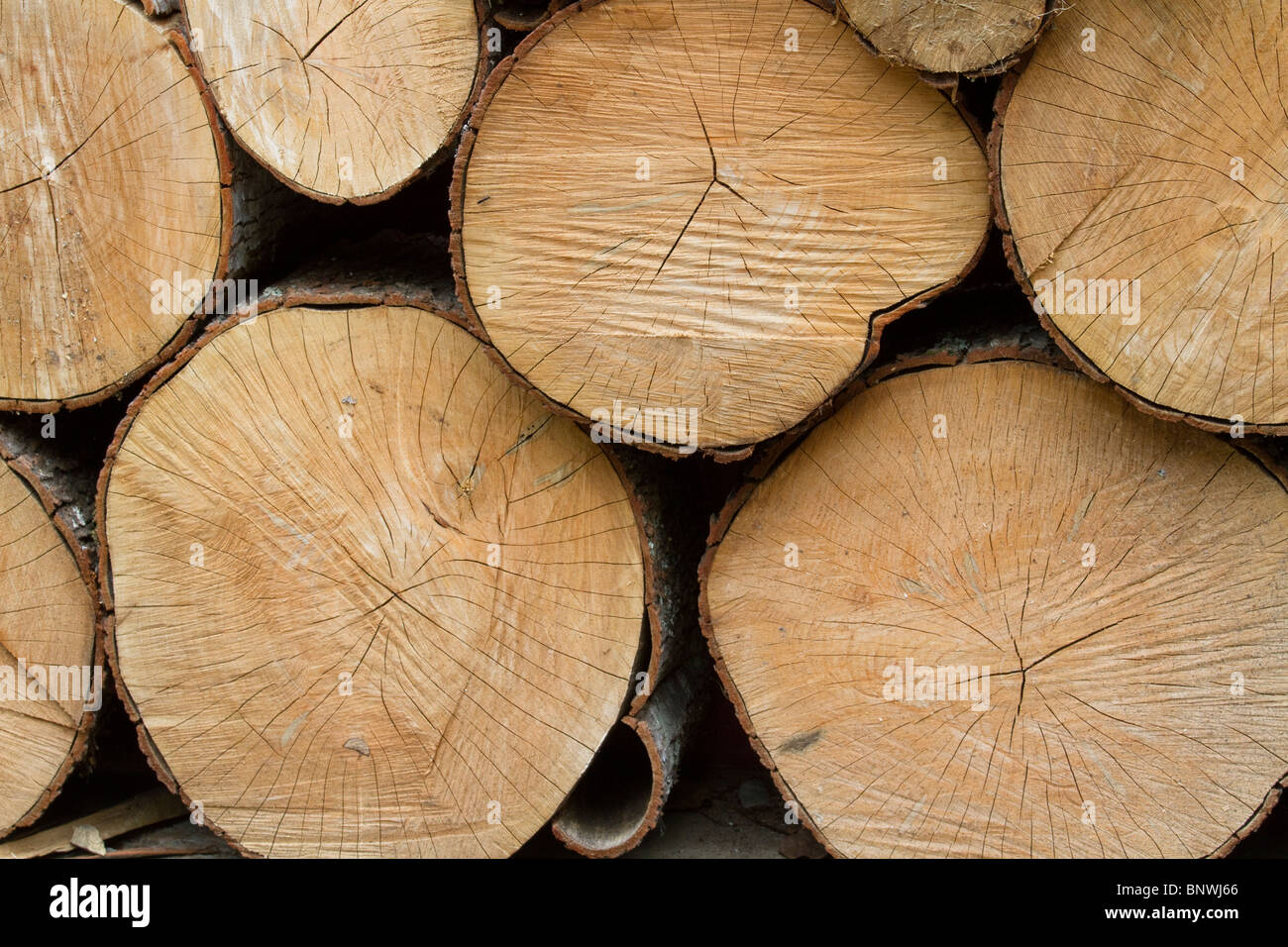 Tree stump background Stock Photo - Alamy