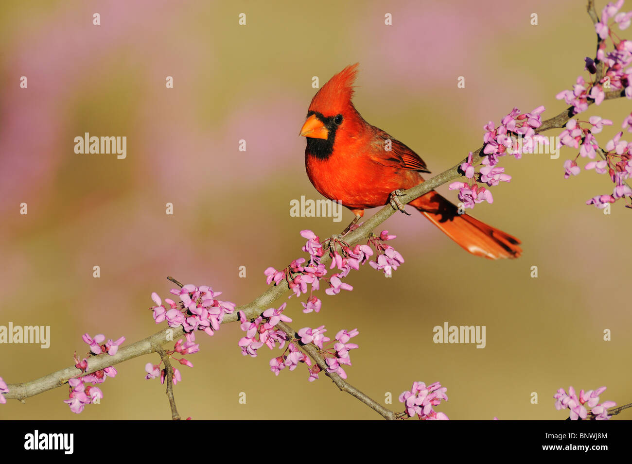 Northern Cardinal (Cardinalis cardinalis), male on Eastern Redbud ...