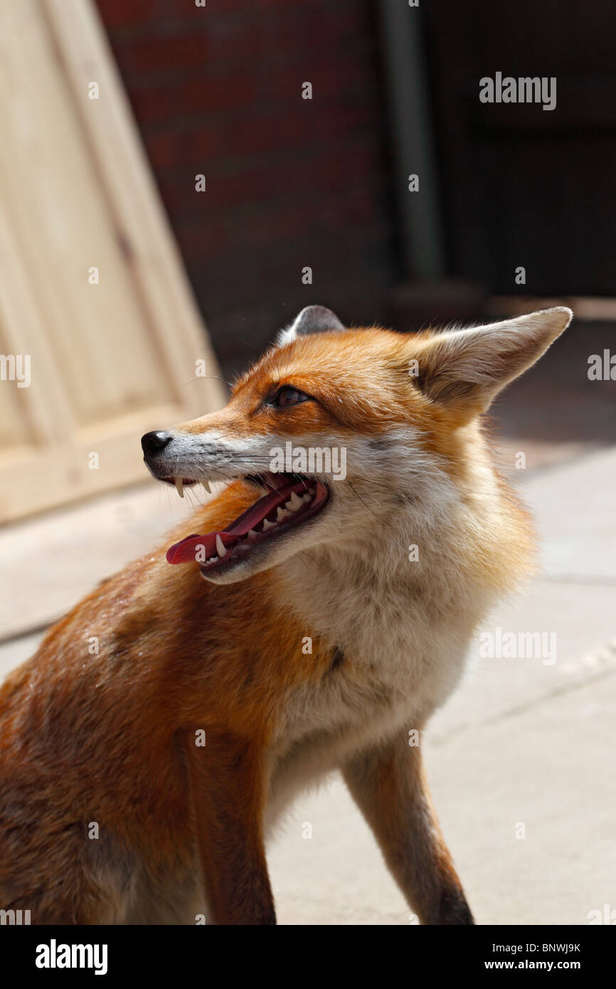 Red fox (Vulpes vulpes) vixen in back yard Stock Photo