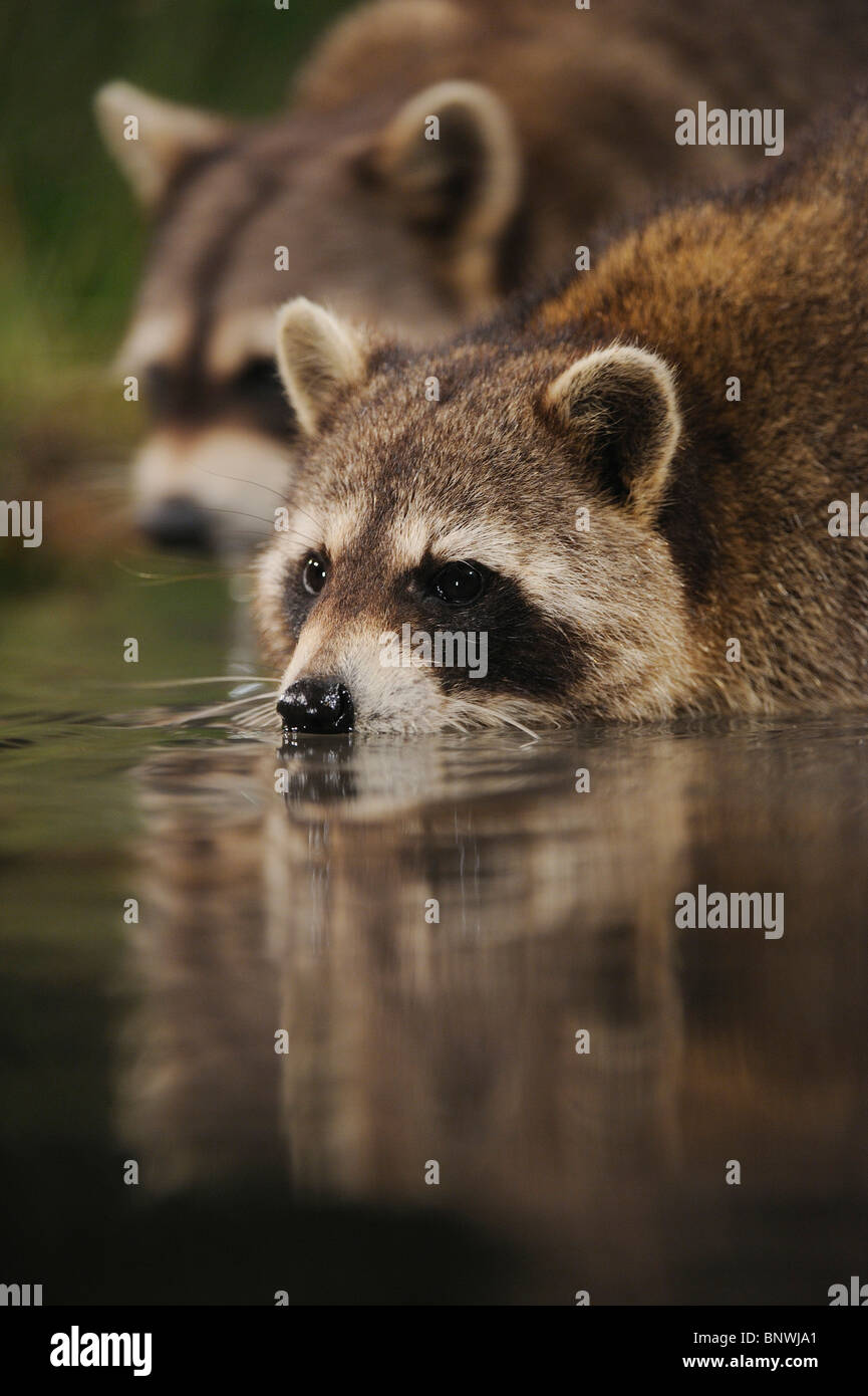 Northern Raccoon (Procyon lotor), adults at night drinking from wetland lake, Fennessey Ranch, Refugio, Coastal Bend, Texas Stock Photo