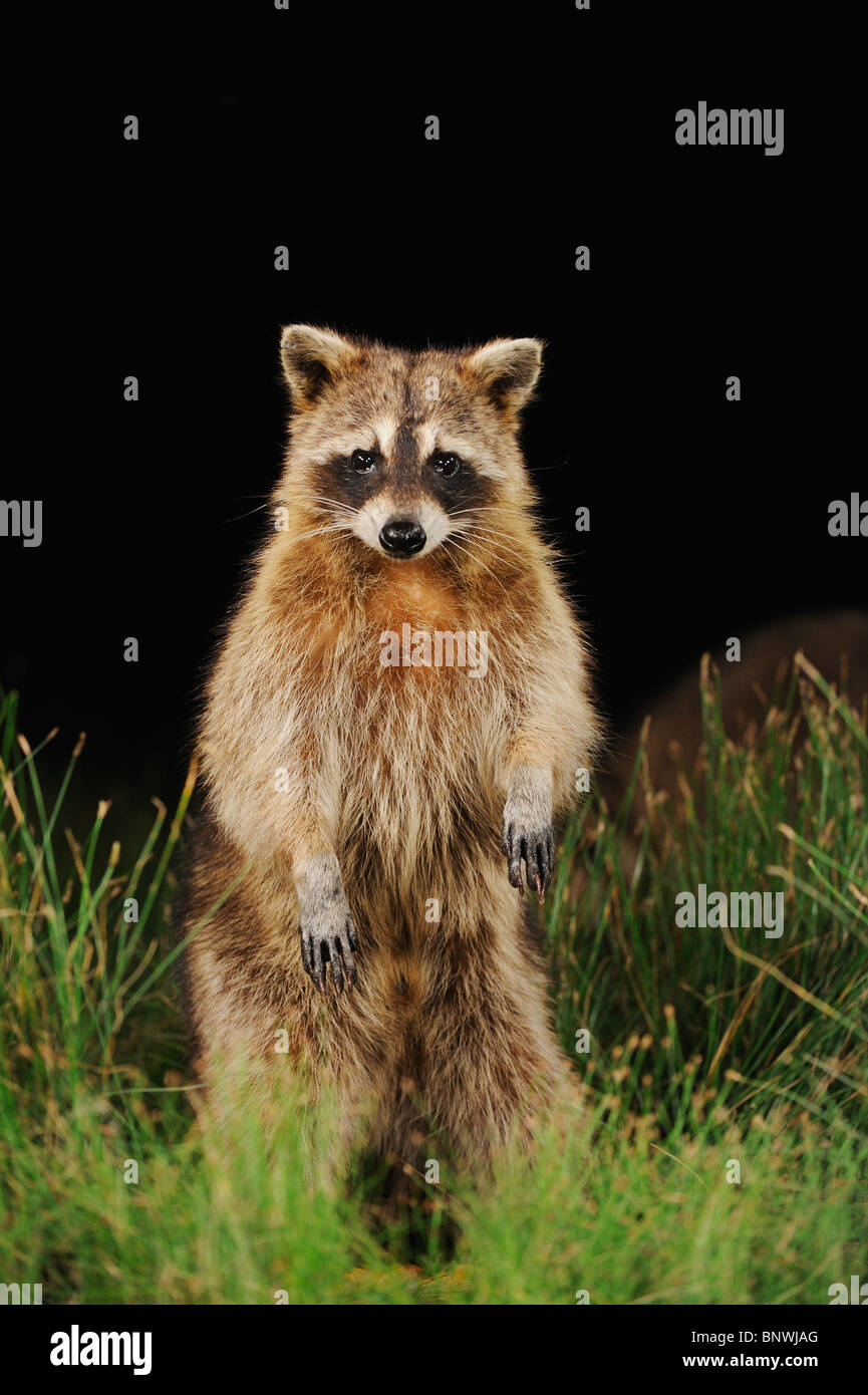 Northern Raccoon (Procyon lotor), adult at night standing on hind legs, Fennessey Ranch, Refugio, Coastal Bend, Texas Coast, USA Stock Photo