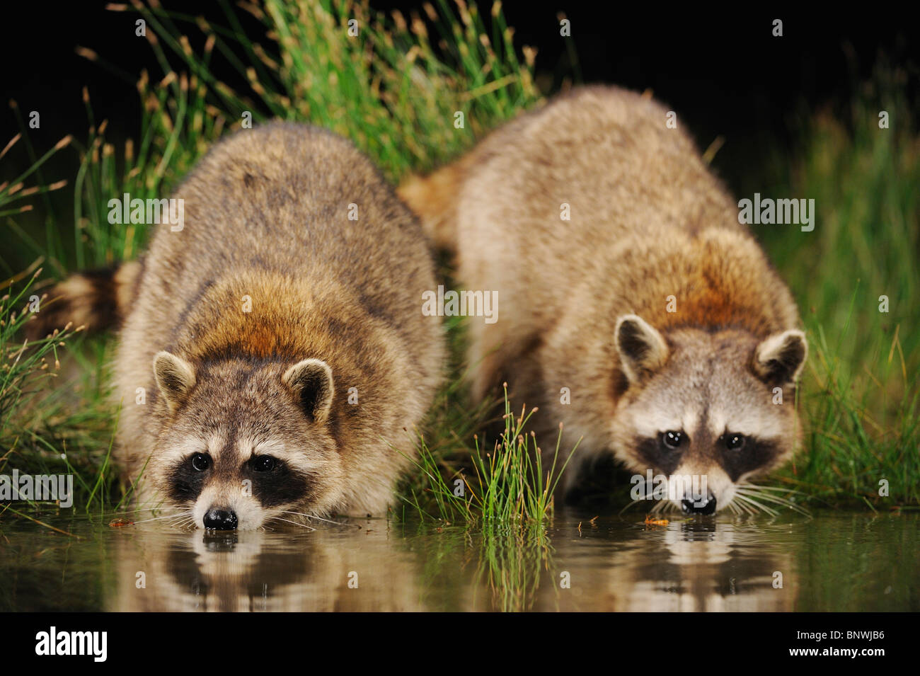 Two Raccoon High Resolution Stock Photography and Images - Alamy