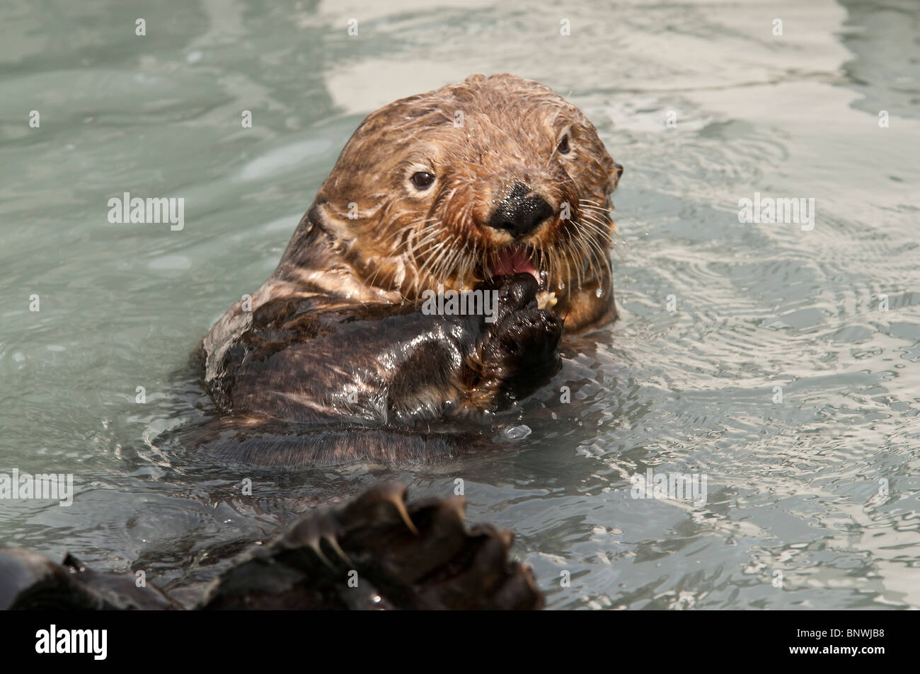 Stock photo of an Alaskan sea otter swimming on his back while eating a