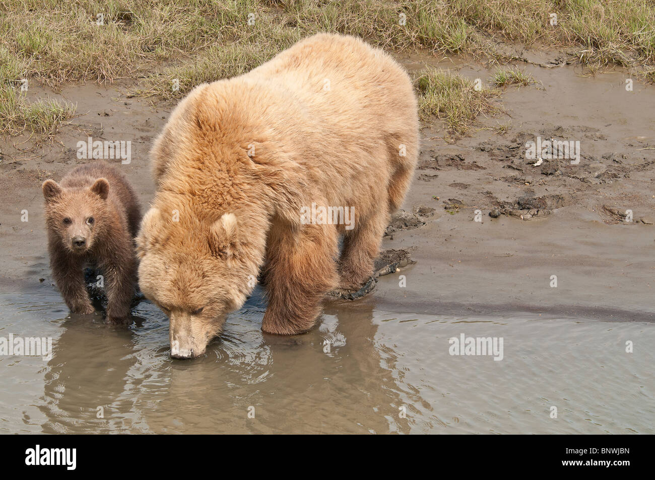 Stock photo of an alaskan coastal brown bear sow and cub at the creek ...