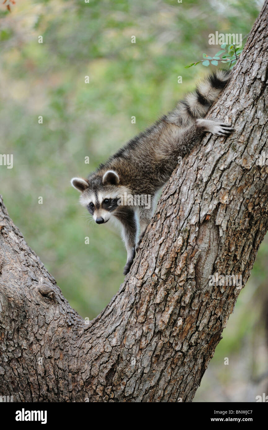 Northern Raccoon (Procyon lotor), young climbing Cedar Elm (Ulmus crassifolia), New Braunfels, San Antonio, Hill Country, Texas Stock Photo