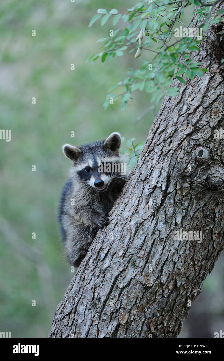 Northern Raccoon (Procyon lotor), young climbing Cedar Elm (Ulmus crassifolia), New Braunfels, San Antonio, Hill Country Stock Photo