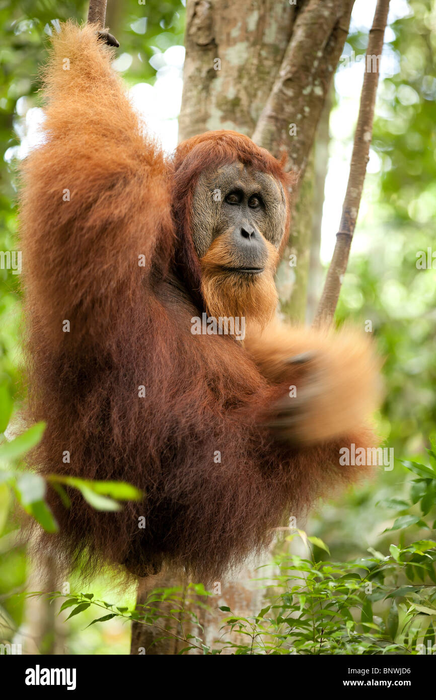 wild orangutan hanging on liana, motion on left arm Stock Photo