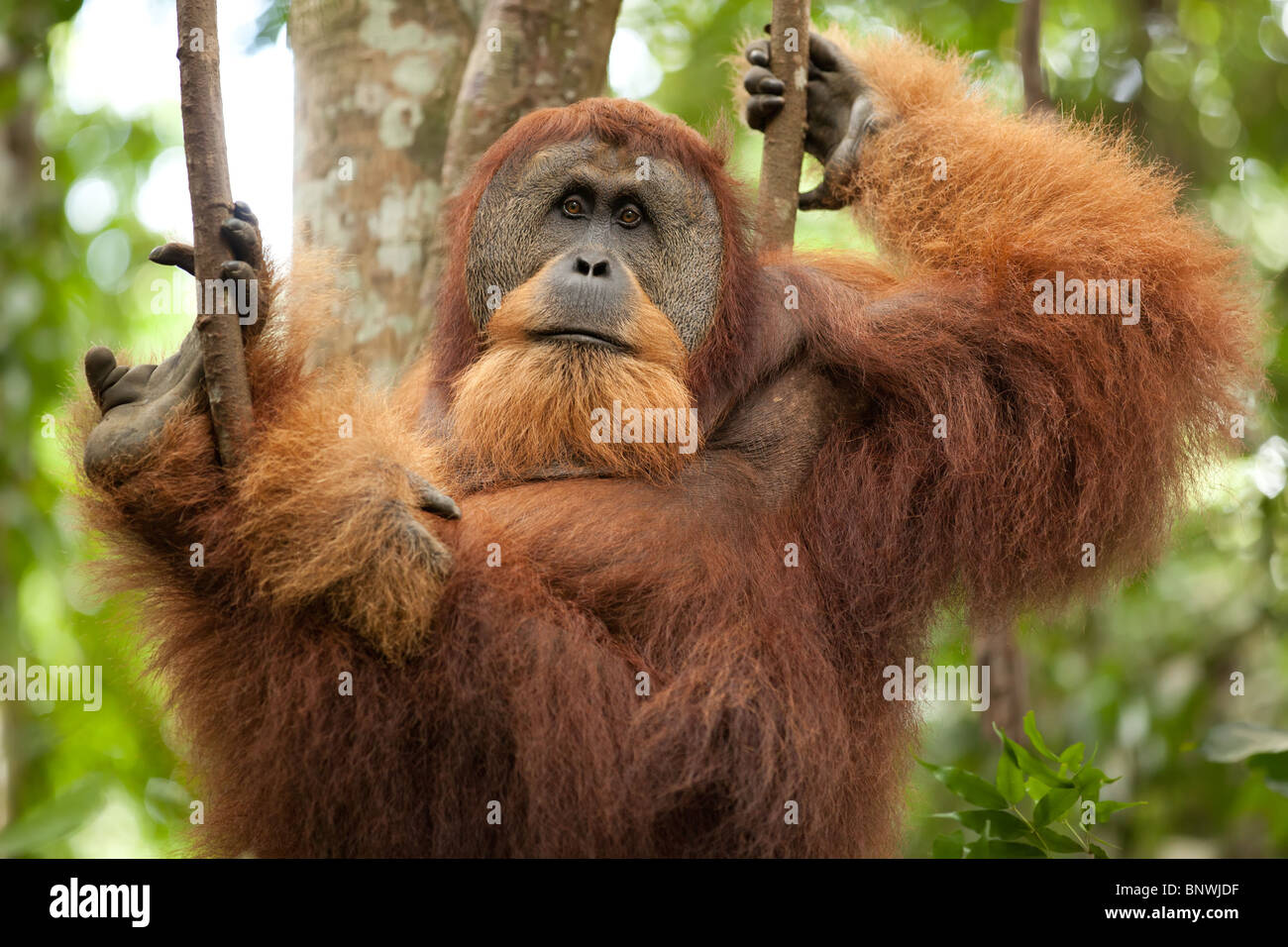 sumatran wild orangutan hanging on liana and looking at camera Stock Photo