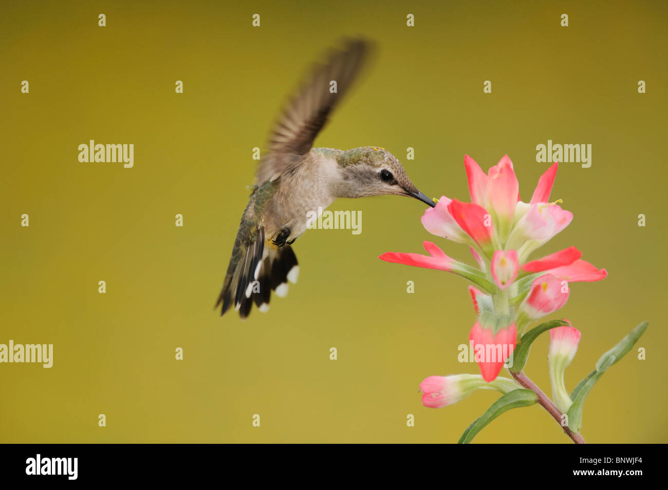 Ruby-throated Hummingbird (Archilochus colubris), female feeding on Texas Paintbrush, Coastal Bend, Texas Coast, USA Stock Photo