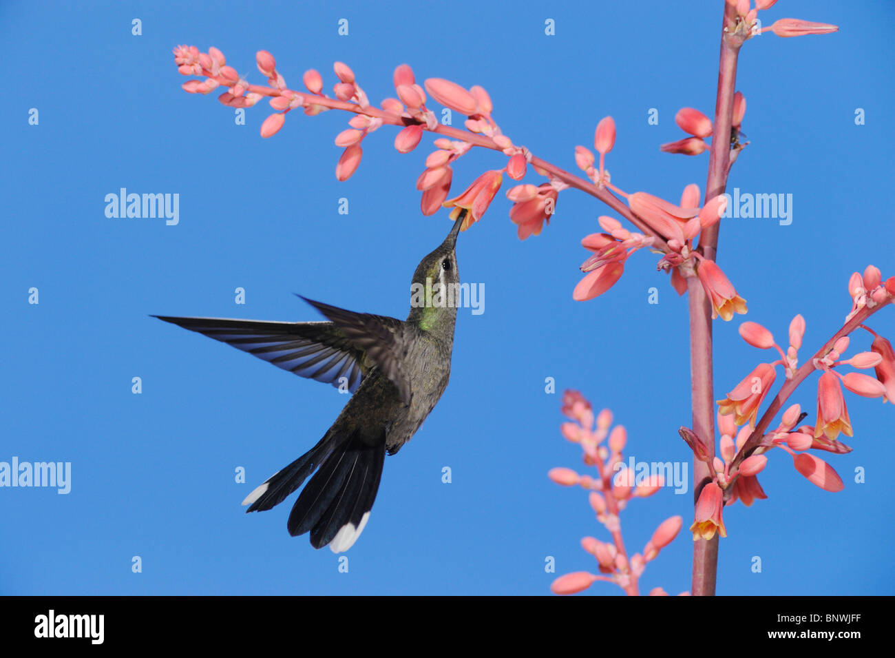 Blue-throated Hummingbird (Lampornis clemenciae), male in flight feeding on Red Yucca, Big Bend National Park, Texas Stock Photo