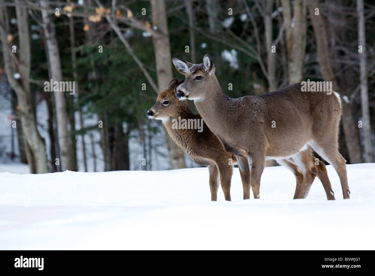 Deer in Winter Snow Stock Photo