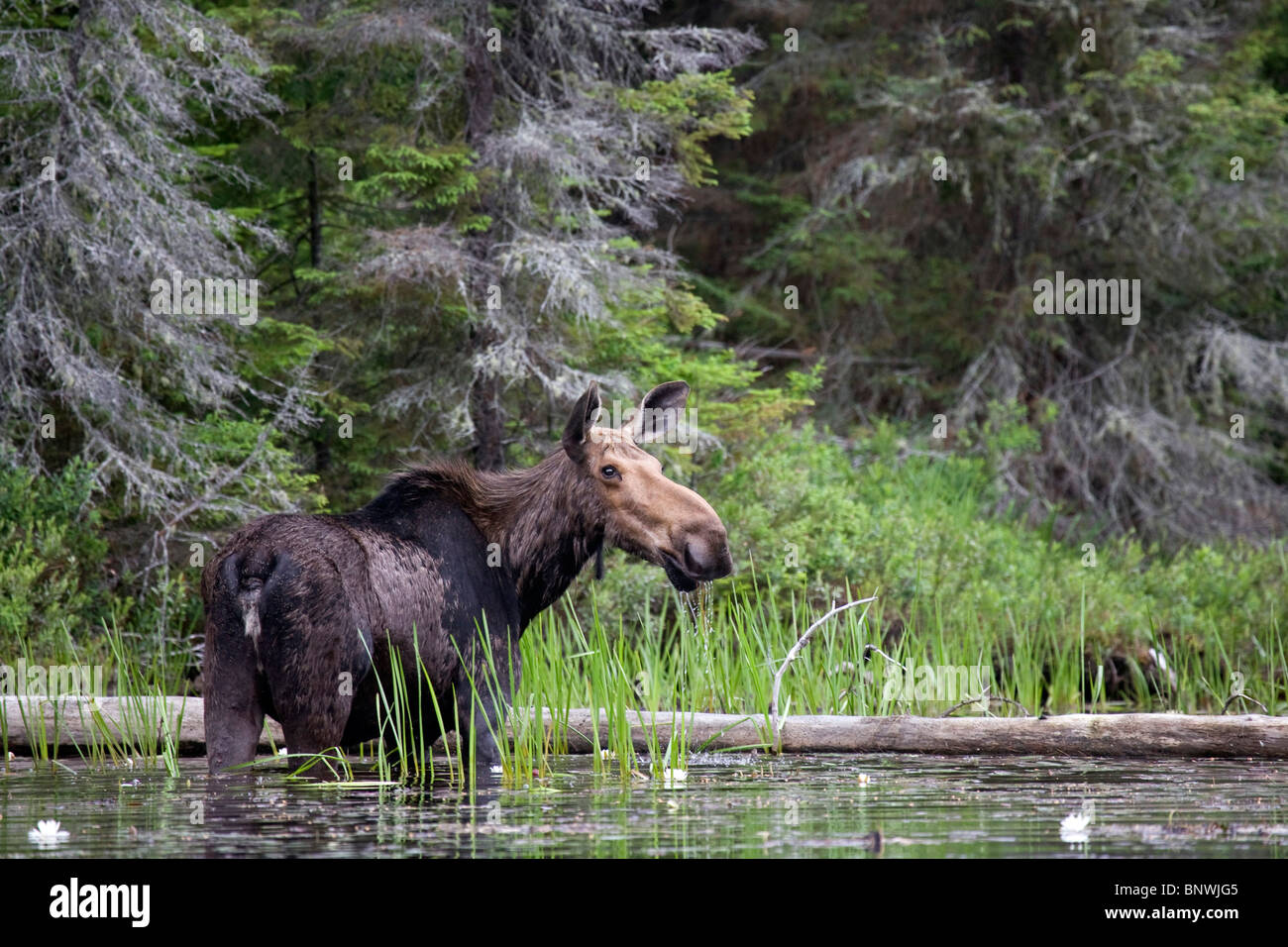 Canadian Moose Stock Photo