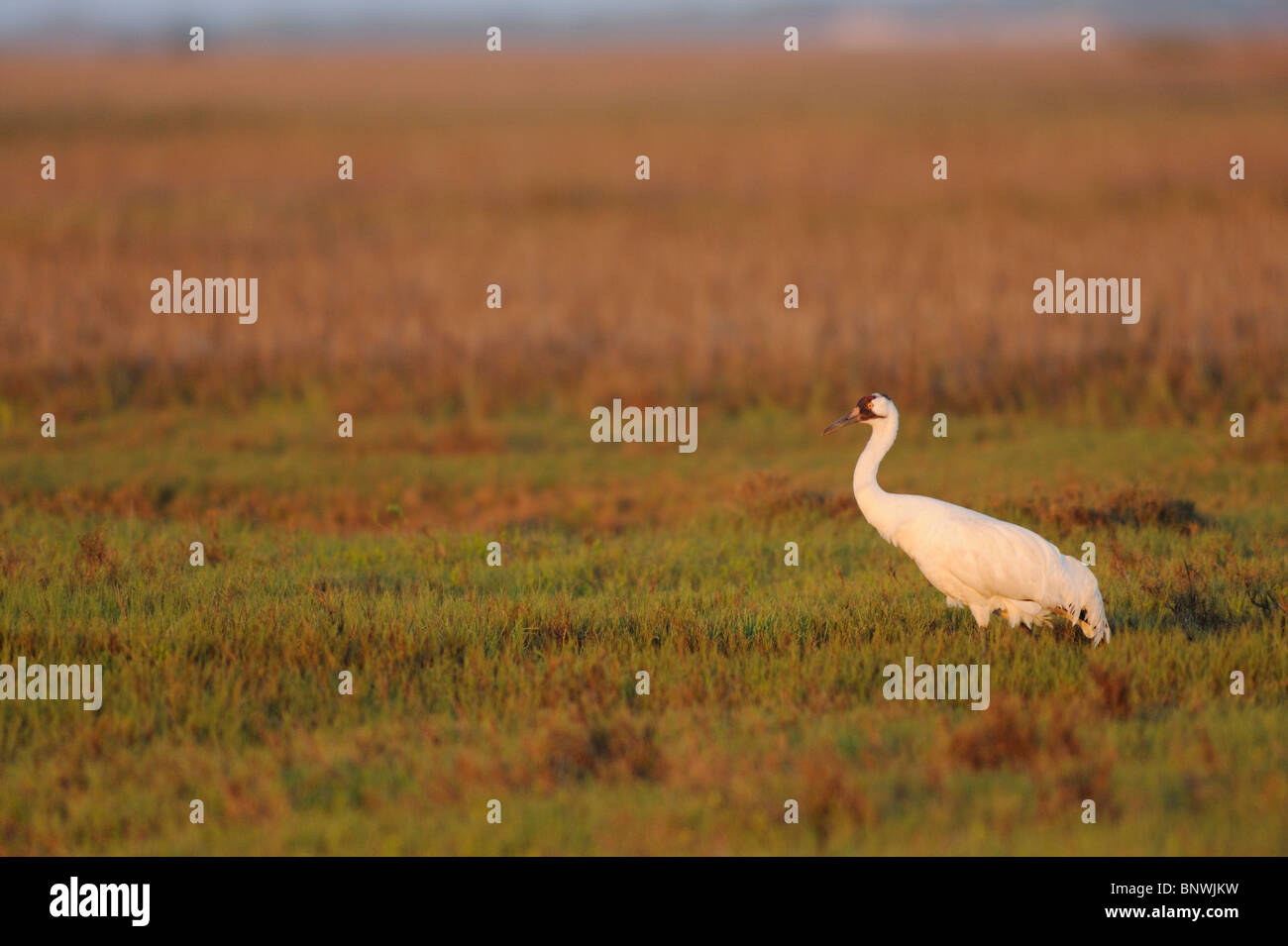 Whooping Crane (Grus americana), adult, Seadrift, San Antonio Bay, Gulf Intracoastal Waterway, Coastal Bend, Texas Coast, USA Stock Photo