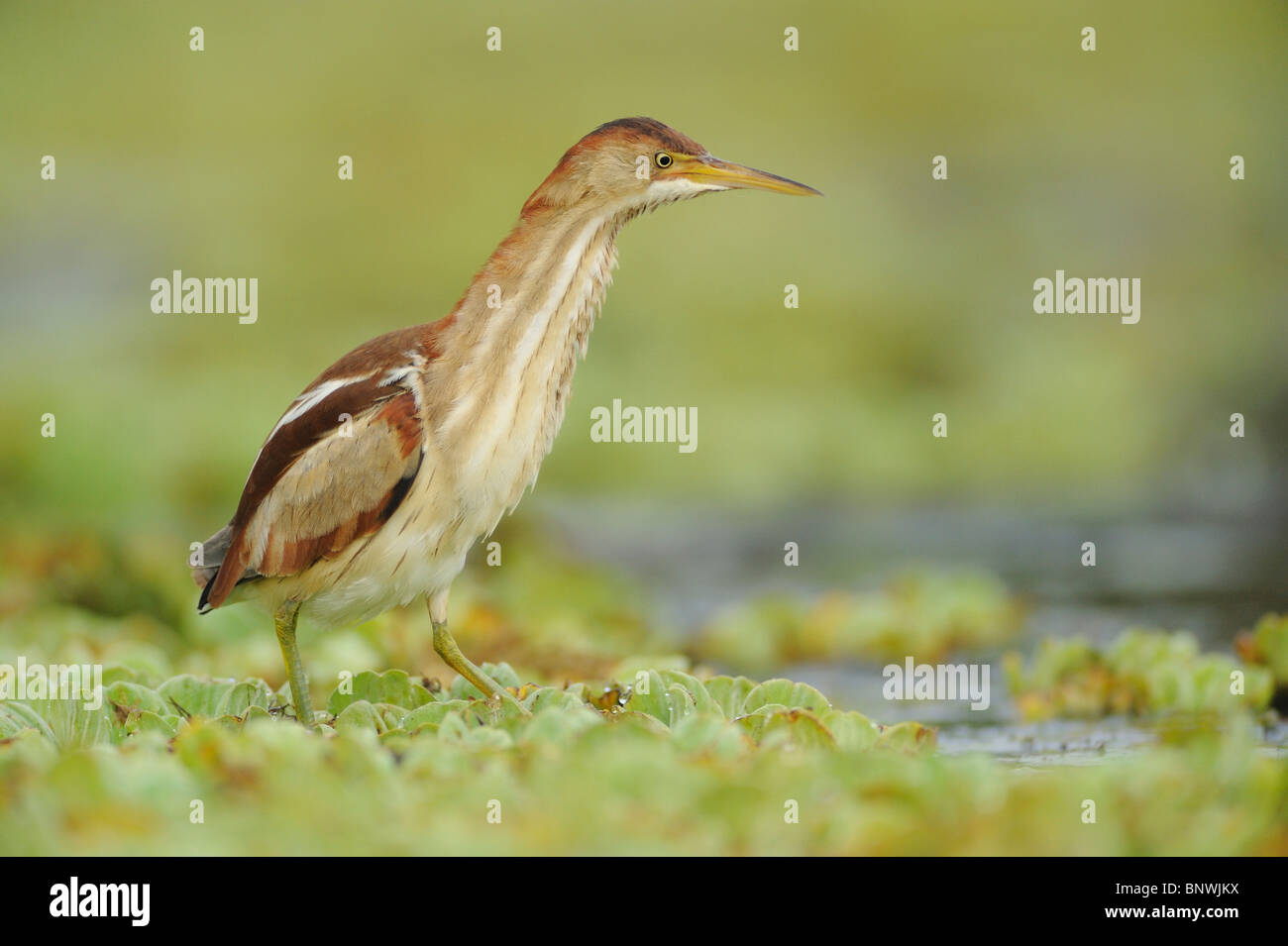 Least Bittern (Ixobrychus exilis), adult walking on water lettuce, Fennessey Ranch, Refugio, Coastal Bend, Texas Coast, USA Stock Photo