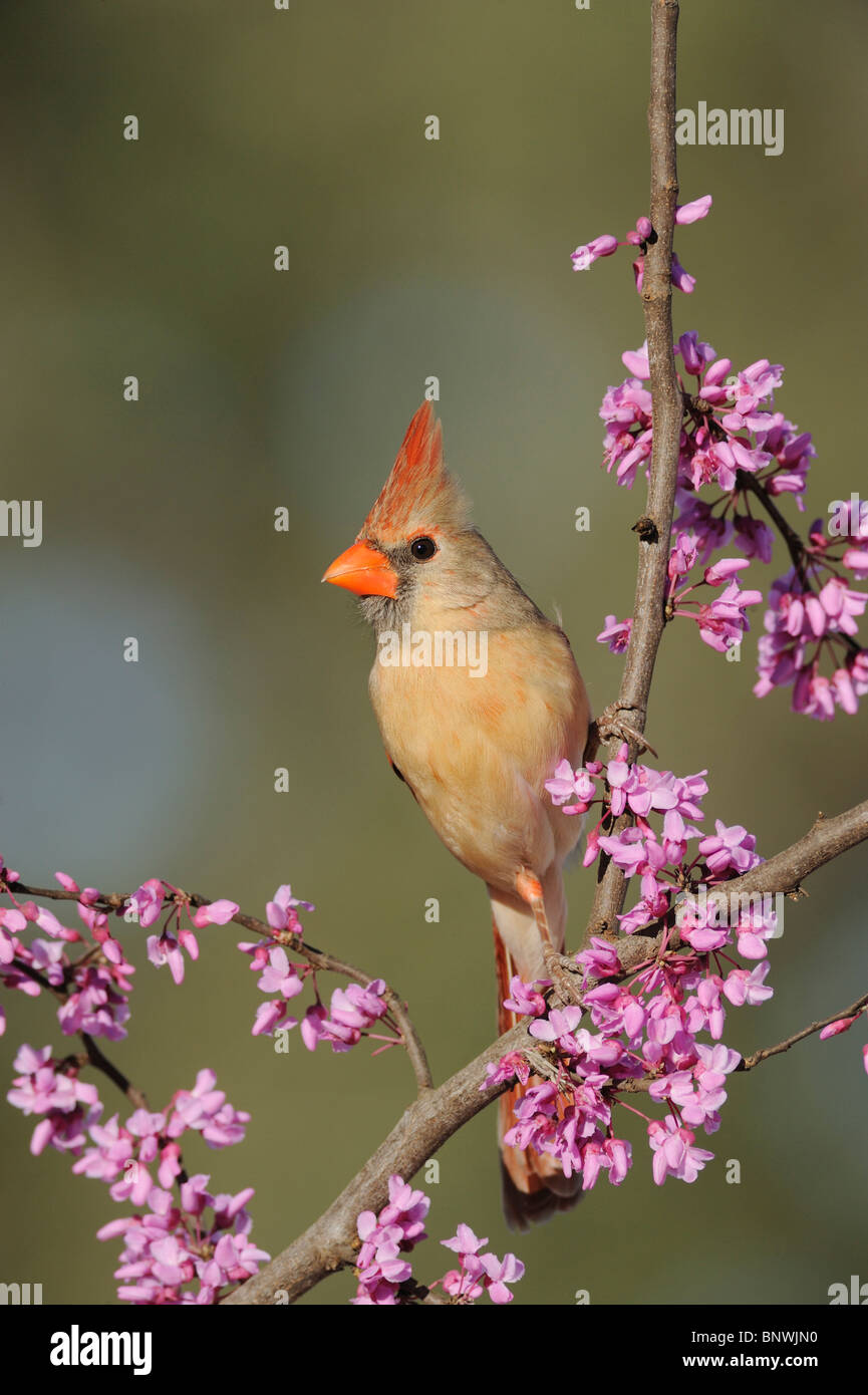 Northern Cardinal (Cardinalis cardinalis), female on Eastern Redbud (Cercis canadensis), Lake Corpus Christi, South Texas Stock Photo