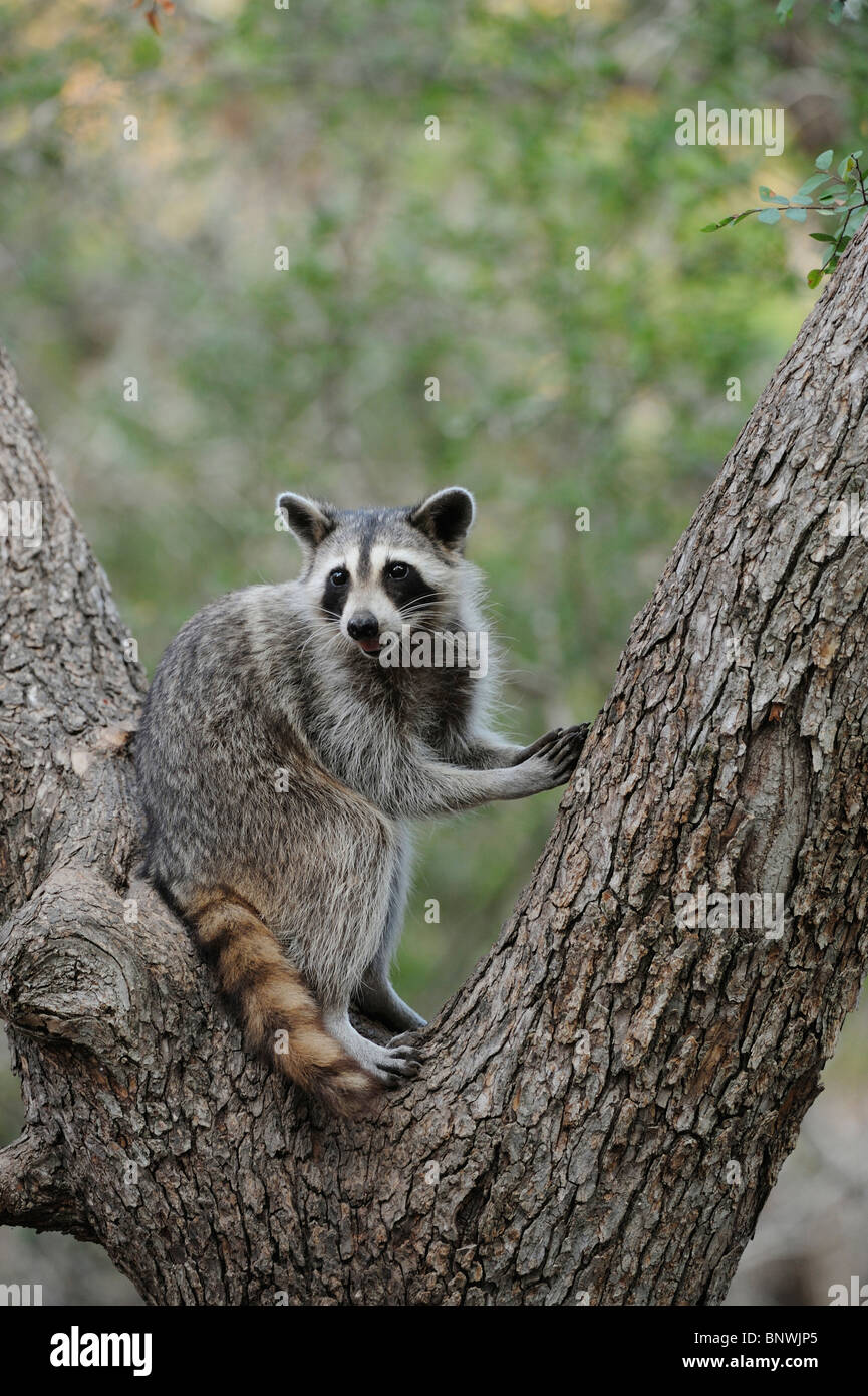 Northern Raccoon (Procyon lotor), adult in Cedar Elm (Ulmus crassifolia), New Braunfels, San Antonio, Hill Country, Texas Stock Photo