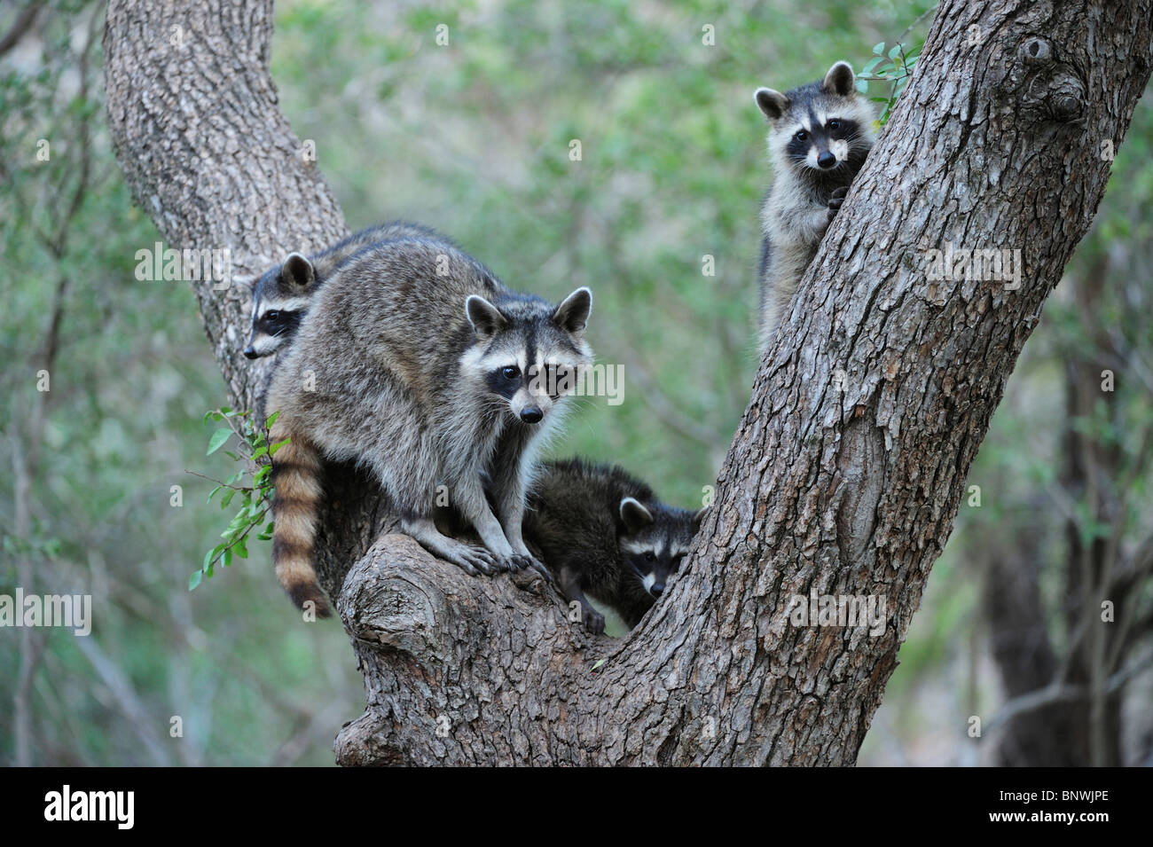 Northern Raccoon (Procyon lotor), mother and young climbing Cedar Elm (Ulmus crassifolia), New Braunfels, San Antonio, Texas Stock Photo