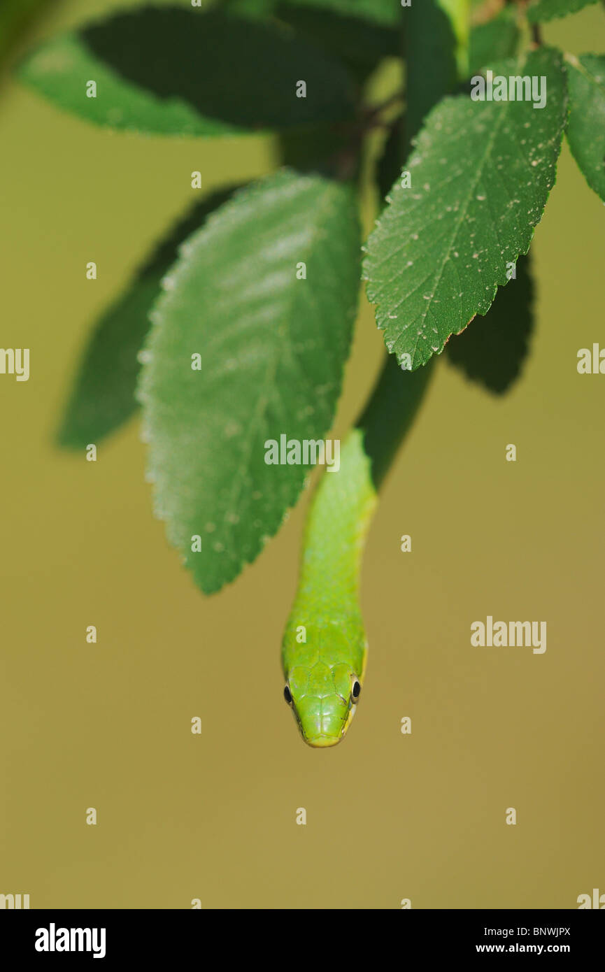 Rough Green Snake (Opheodrys aestivus), adult climbing in tree, Refugio, Coastel Bend, Texas, USA Stock Photo