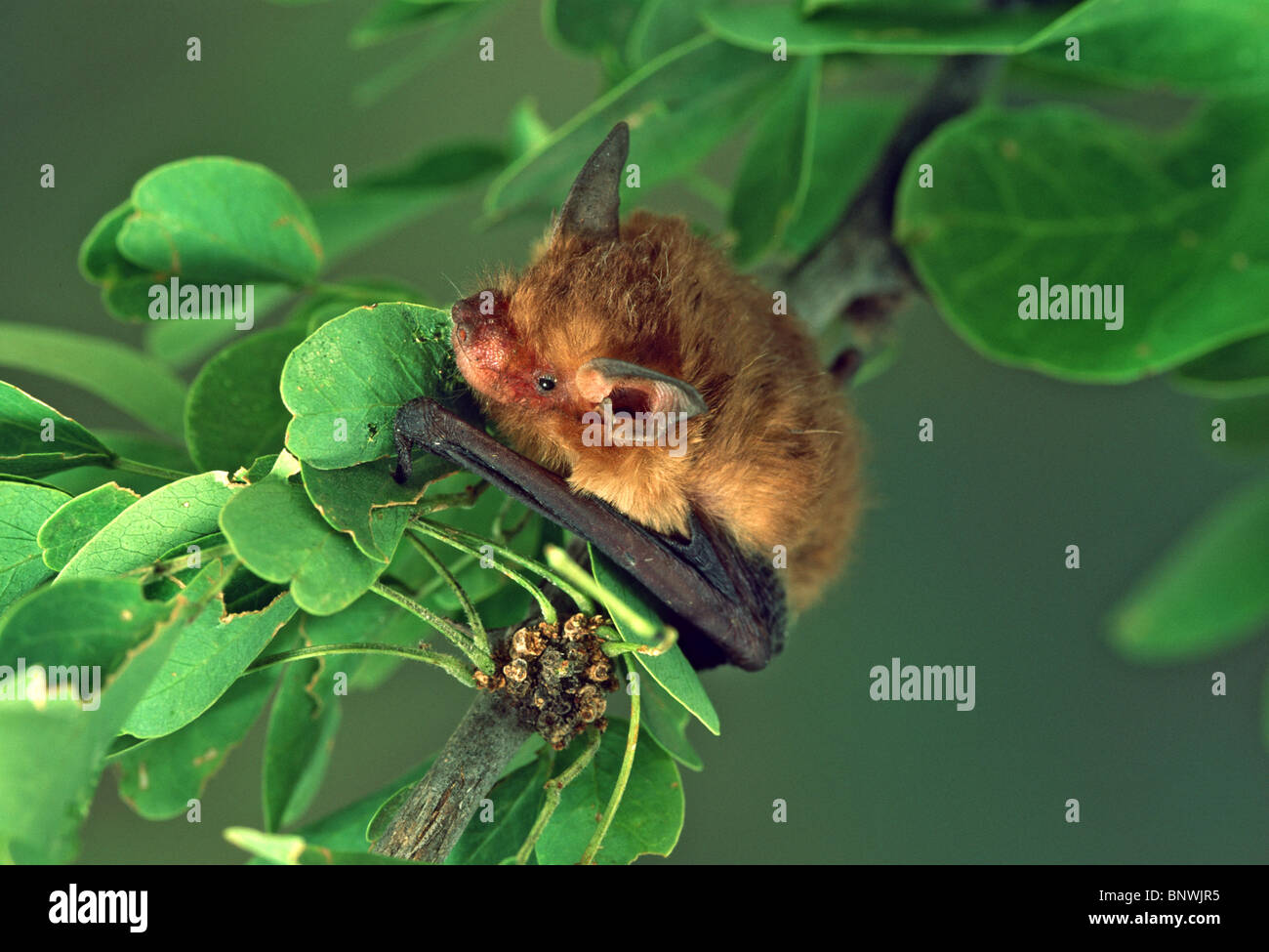 Little Yellow Bat Stock Photo Alamy