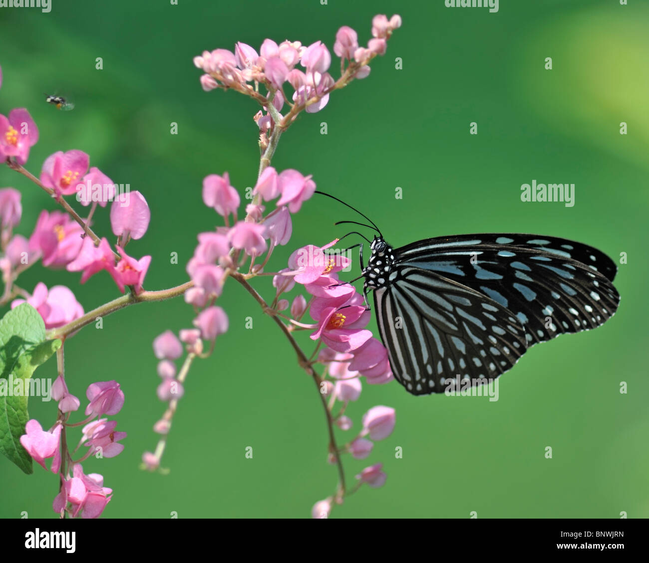 Blue Grassy Tiger Butterfly on a Bougainvillea flower Stock Photo Alamy