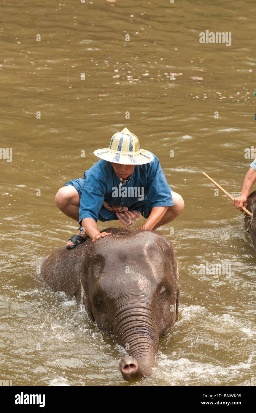 Elephant Conservation Center, Lampang, Thailand, Asia Stock Photo