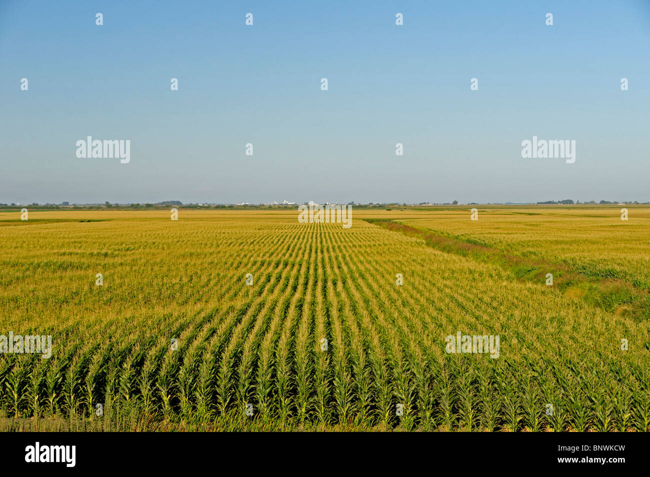 Corn field in the Central Valley Delta Region, California. Summer
