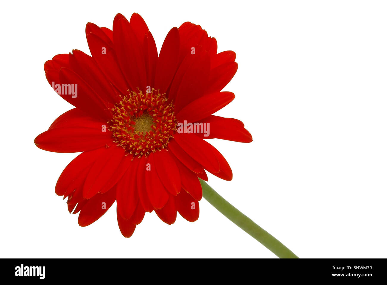 Red daisy flower isolated on a white background. Stock Photo