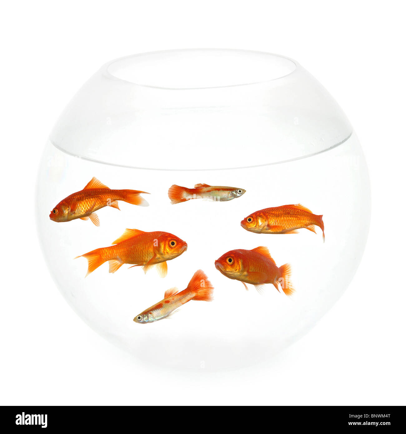 Goldfish swimming in a fishbowl. Taken on clean white background. Stock Photo