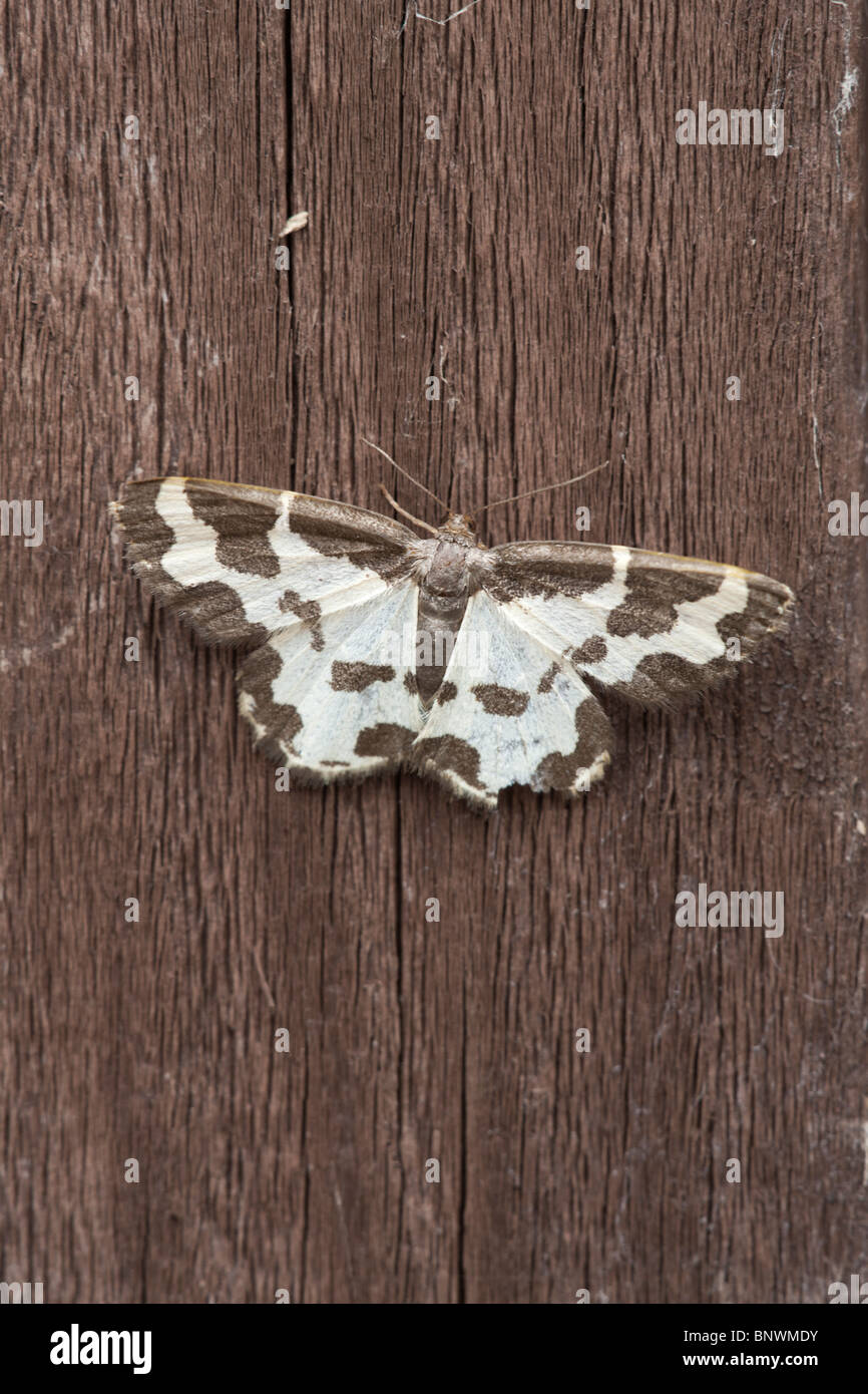 Clouded Border Lomaspilis marginata adult moth at rest on a wooden fence Stock Photo