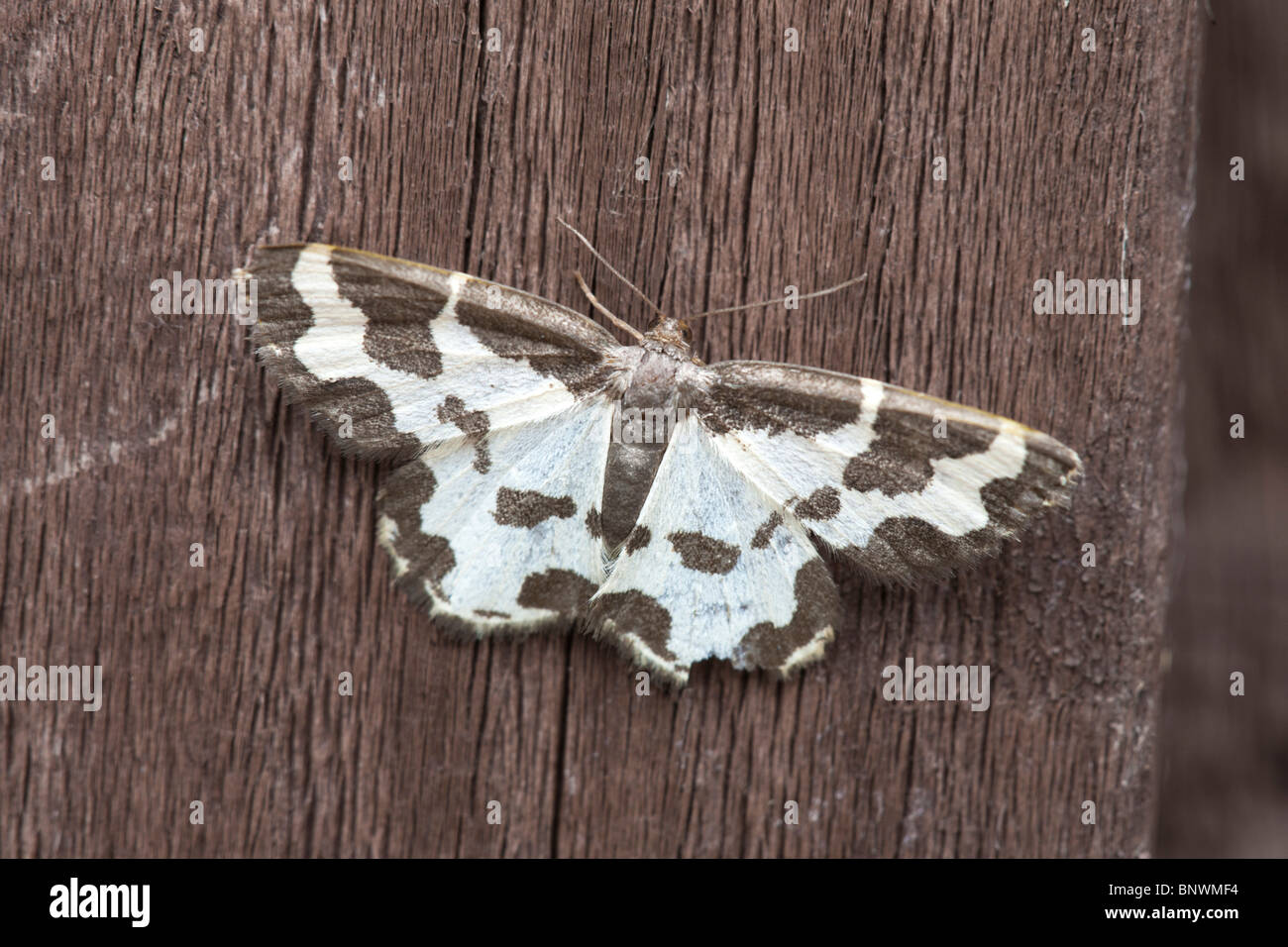 Clouded Border Lomaspilis marginata adult moth at rest on a wooden fence Stock Photo