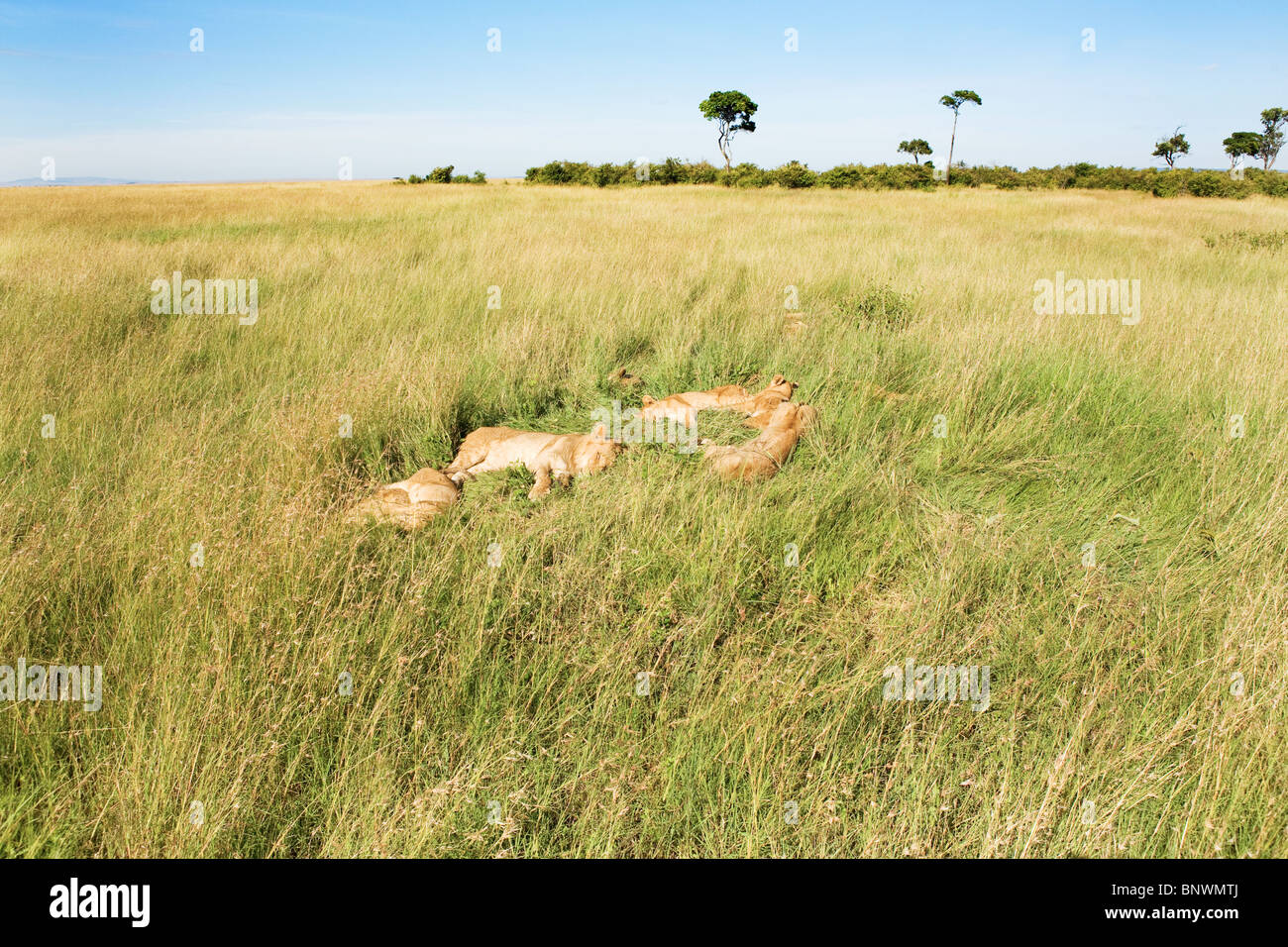 Masai Mara Lion Pride High Resolution Stock Photography and Images - Alamy
