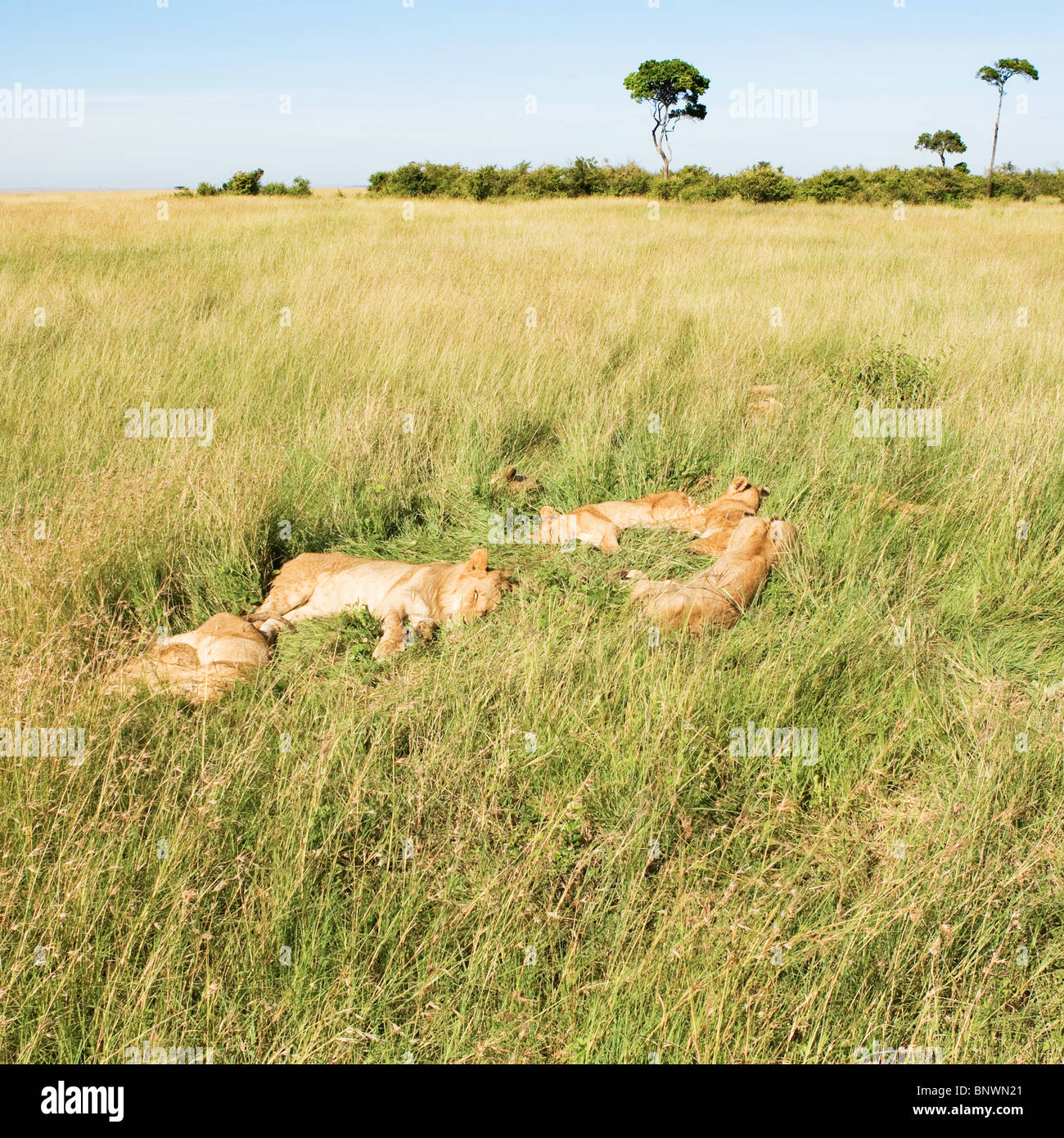 Masai mara kenya lions safari hi-res stock photography and images - Alamy