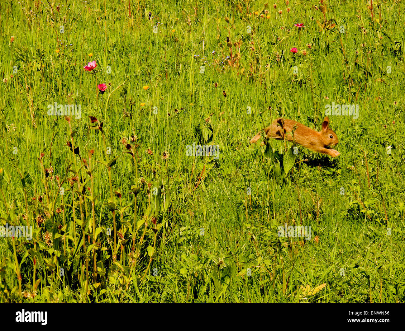 Rabbit jumping in field of wild flowers Stock Photo
