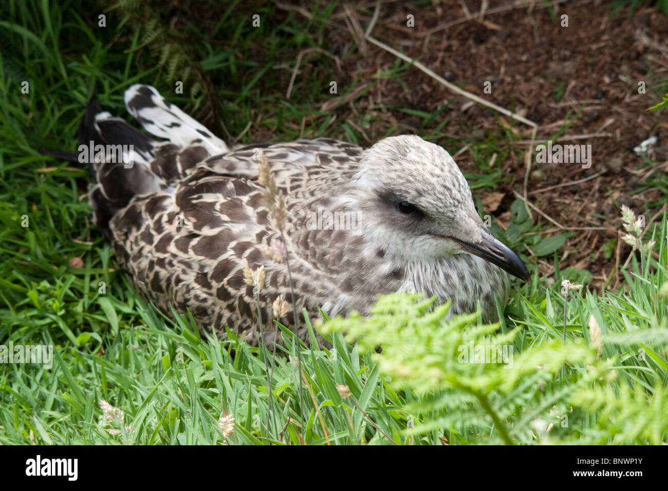 Juvenile Lesser black backed gull, Larus fuscus, Skomer Island, Pembrokeshire, Wales Stock Photo