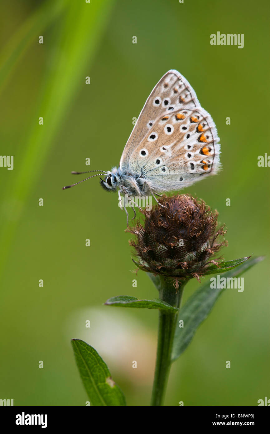 Male common blue butterfly polyommatus icarus hi-res stock photography ...