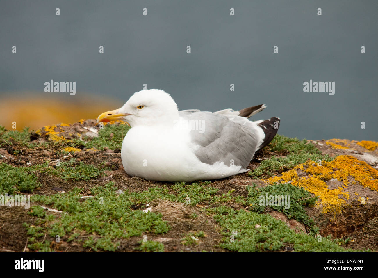 Lesser black backed gull, Larus fuscus, Skomer Island, Pembrokeshire, Wales Stock Photo