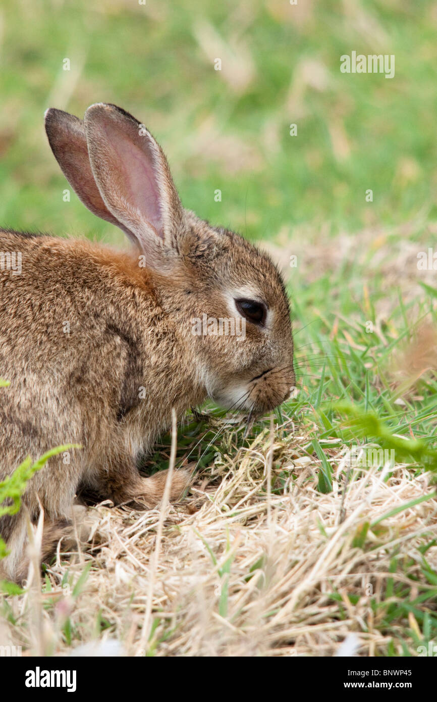 Rabbit eating grass hires stock photography and images Alamy