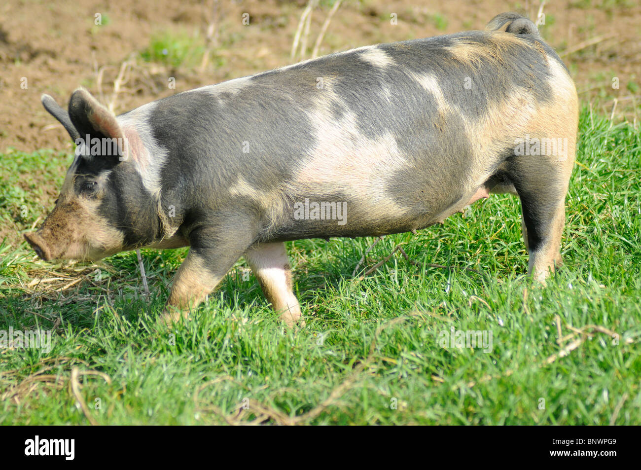 England, Lincolnshire, Cross bred Black Spotted Pig on a farm Stock ...