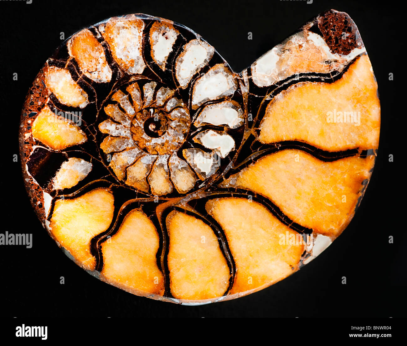 A nautilus shell Stock Photo