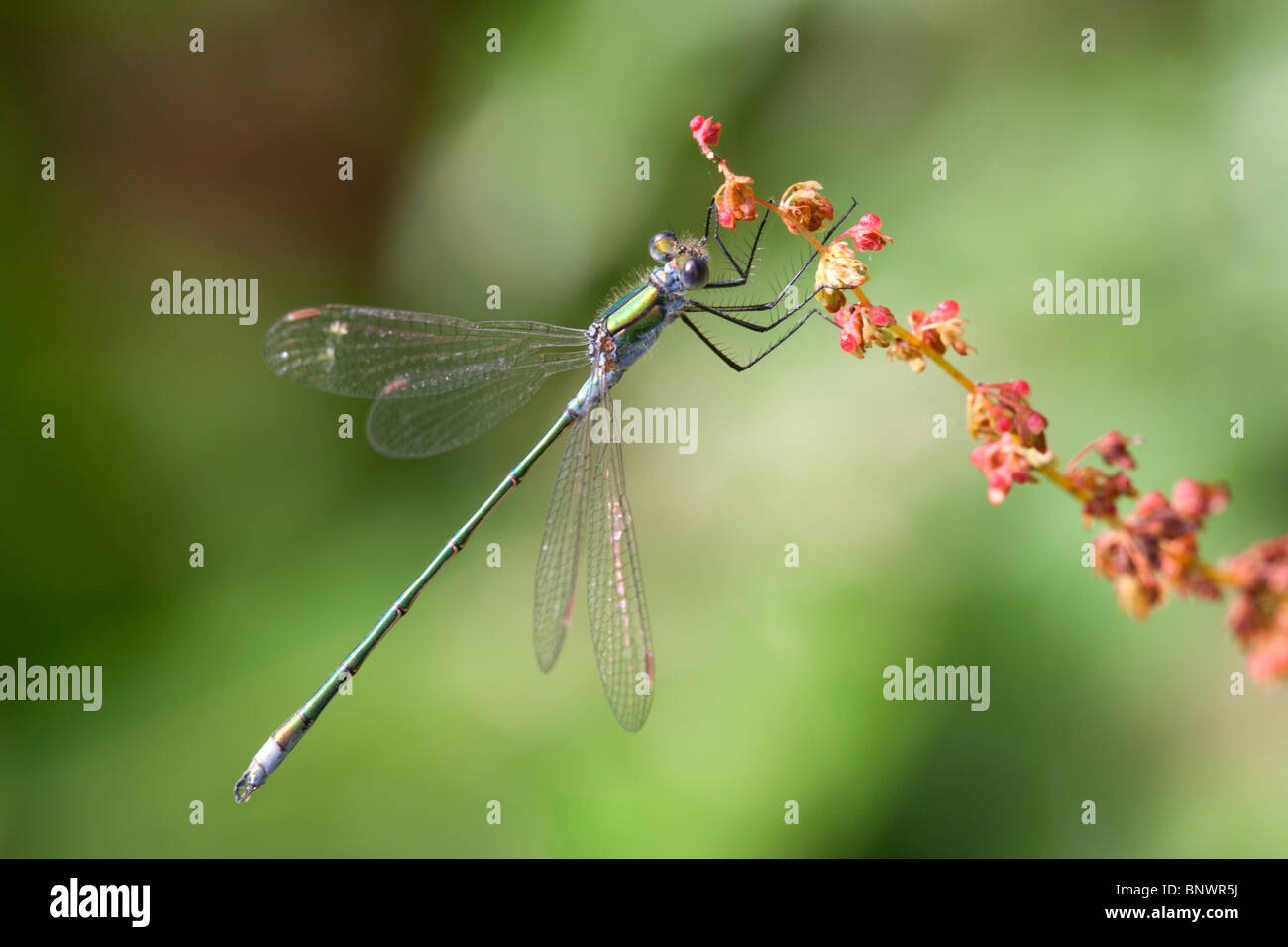 Emerald Damselfly Lestes sponsa adult male at rest Stock Photo - Alamy