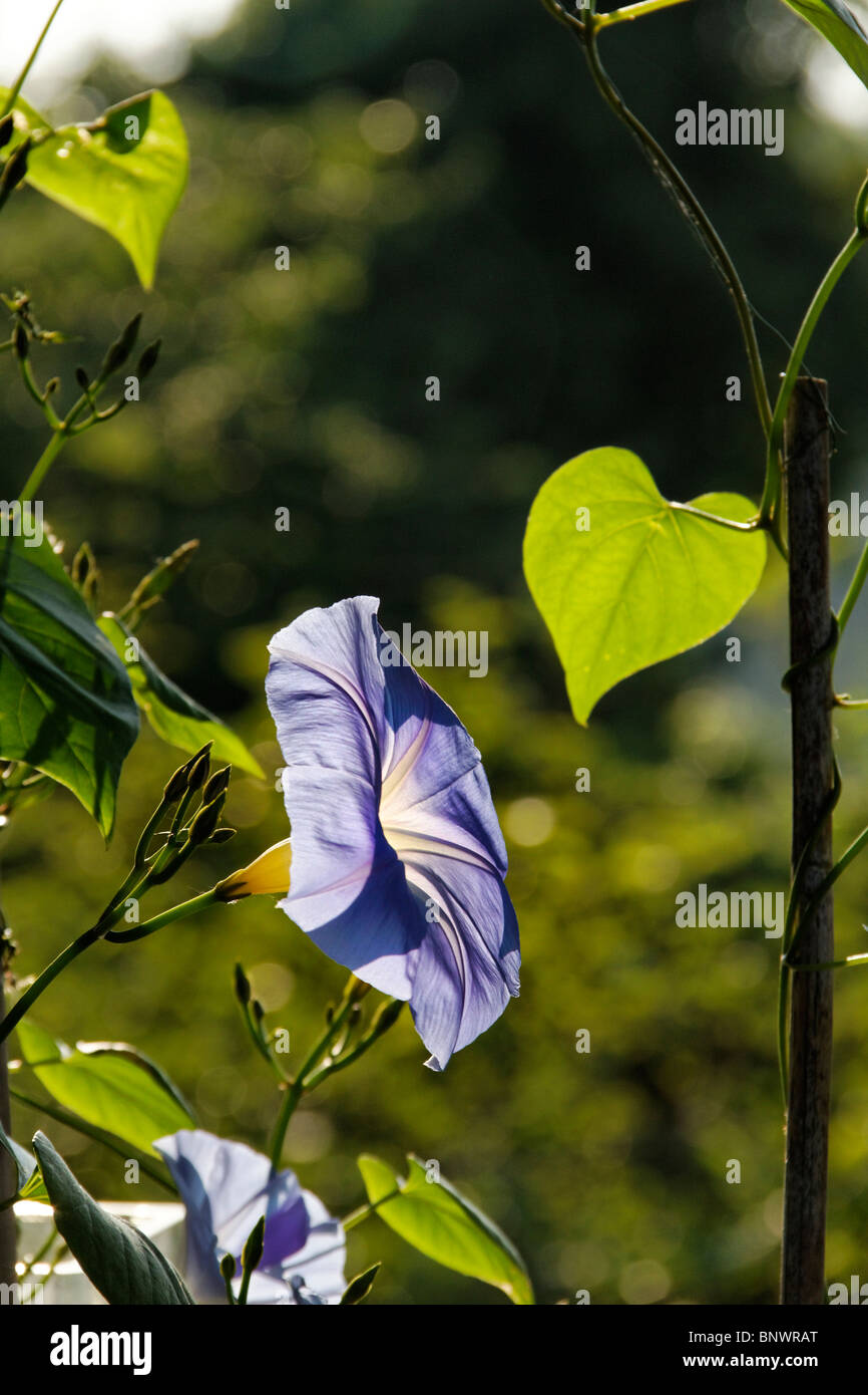 Blue Bindweed or Heavenly Blue Morning Glory ( Ipomoea tricolor ) Stock Photo