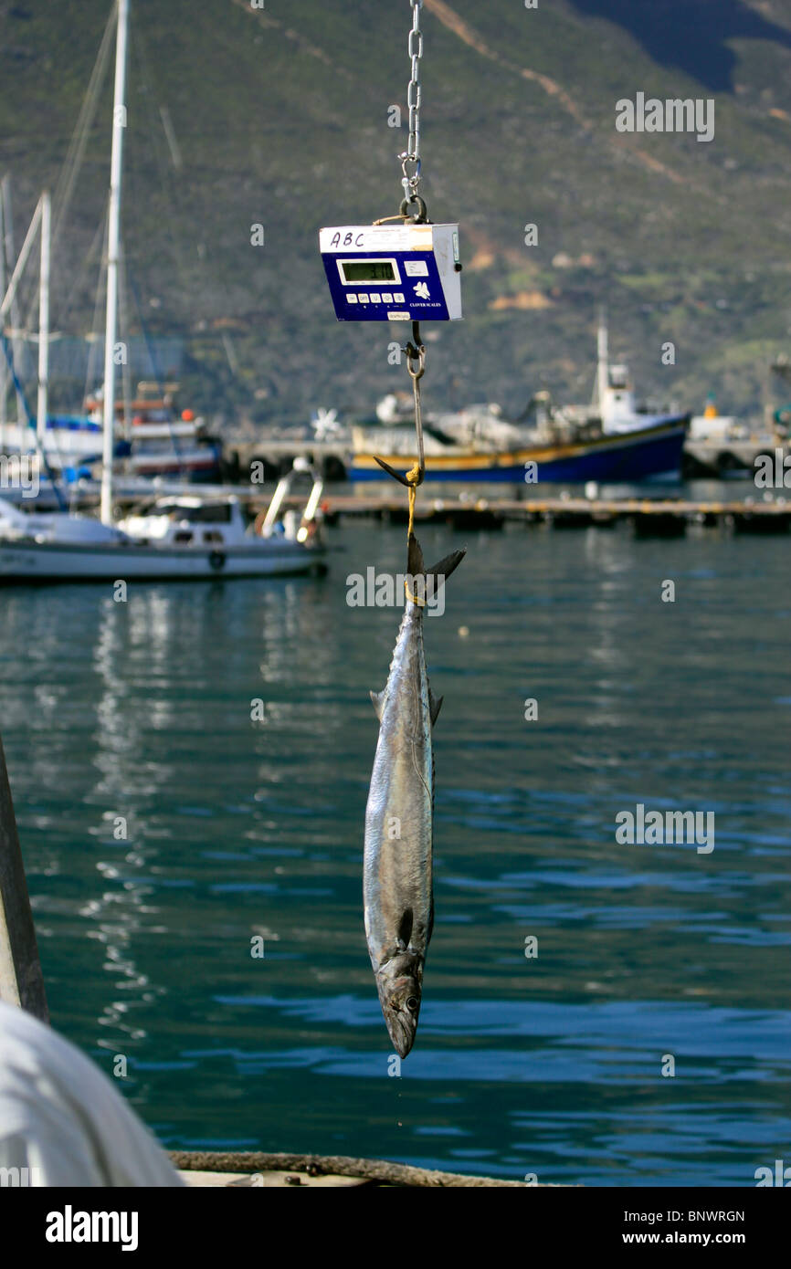 Freshly caught Snoek ( Thyrsites atun) being weighed at Hout Bay harbour near Cape Town, South Africa. Stock Photo