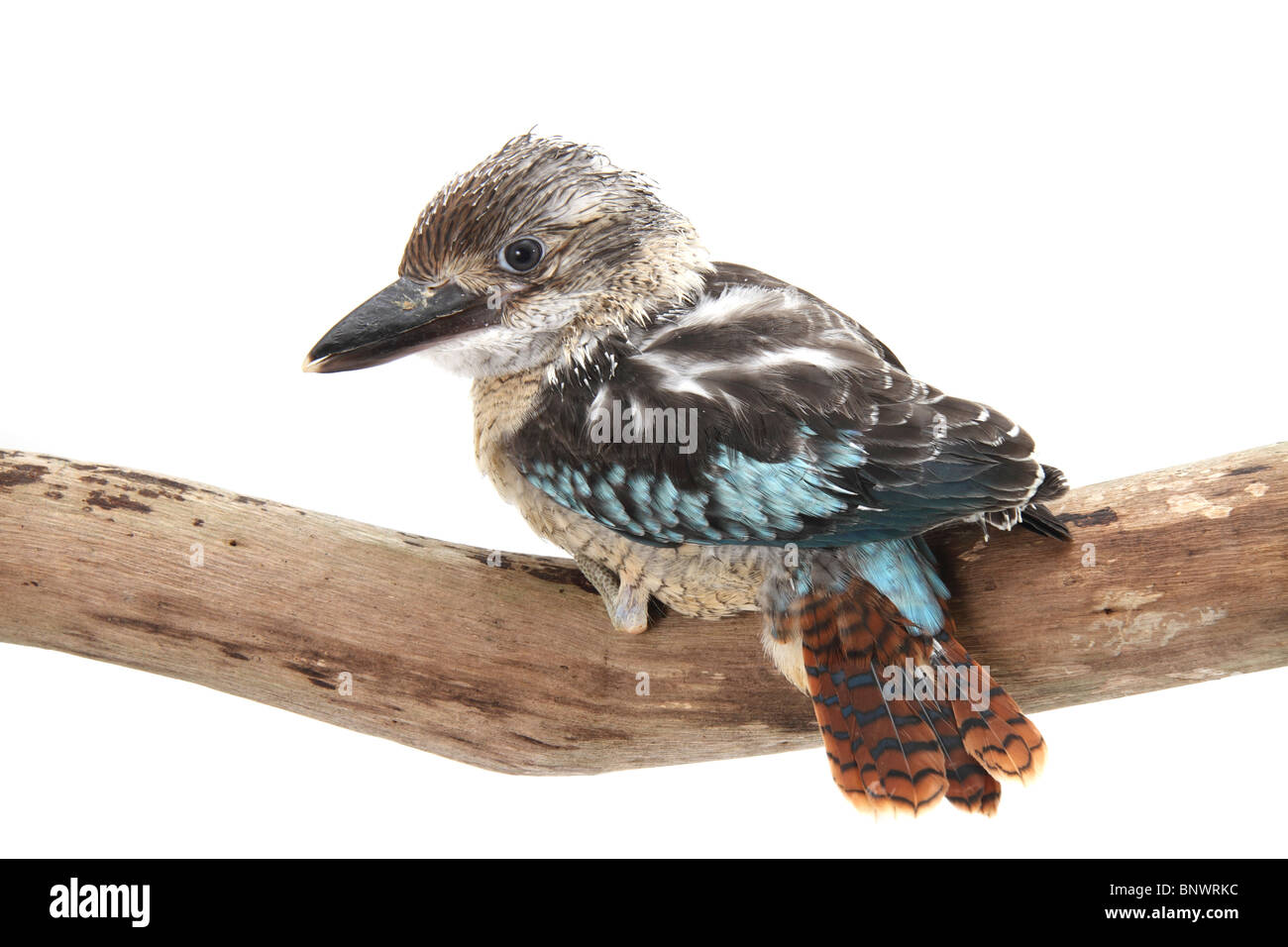 Blue-winged kookaburra, dacelo leachii, juvenile Stock Photo