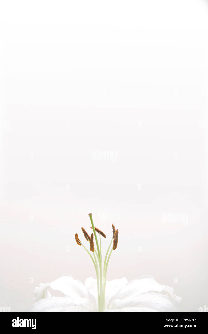 A white lily flower Stock Photo