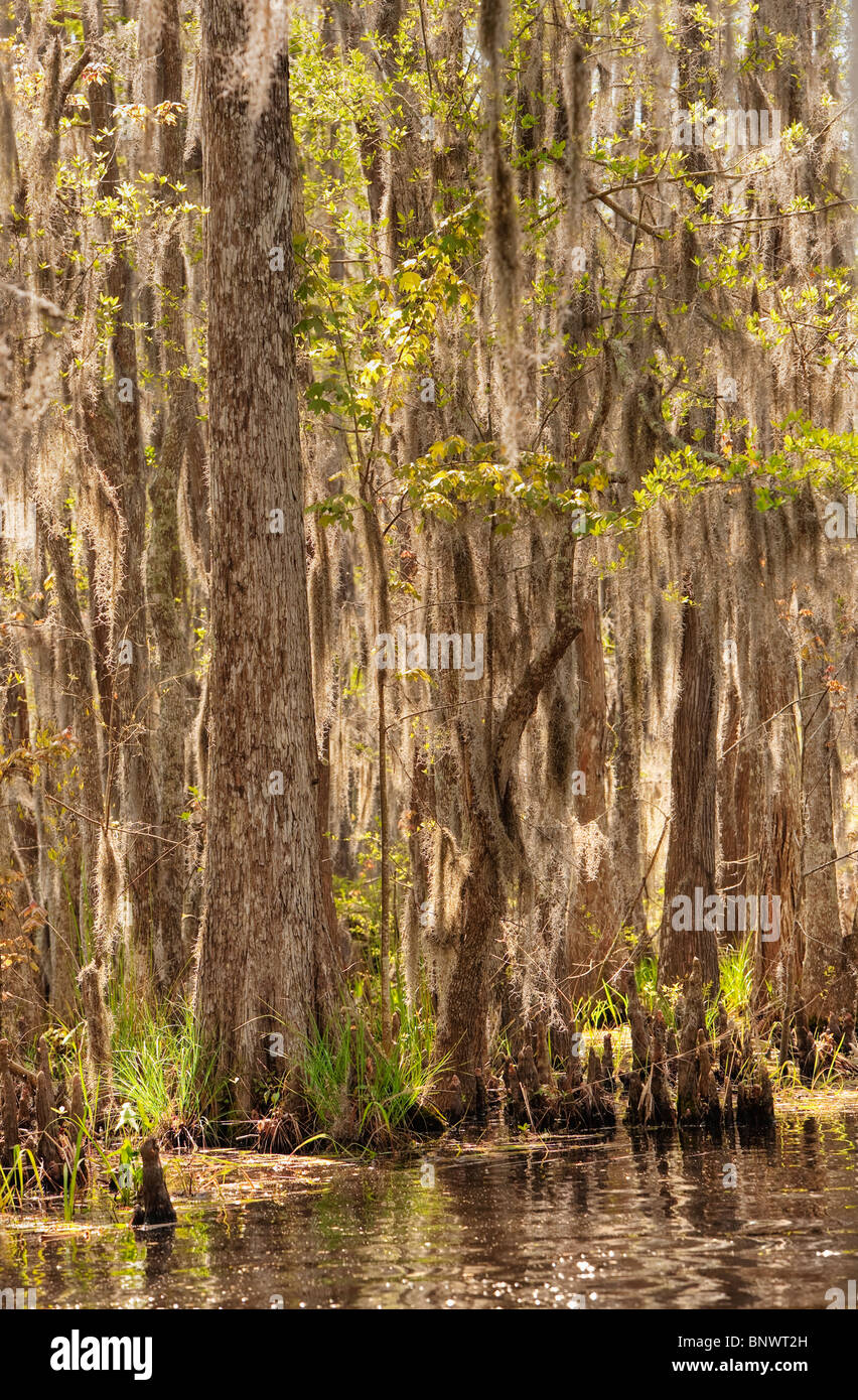 Honey Island Swamp in White Kitchen Nature Preserve Stock Photo Alamy