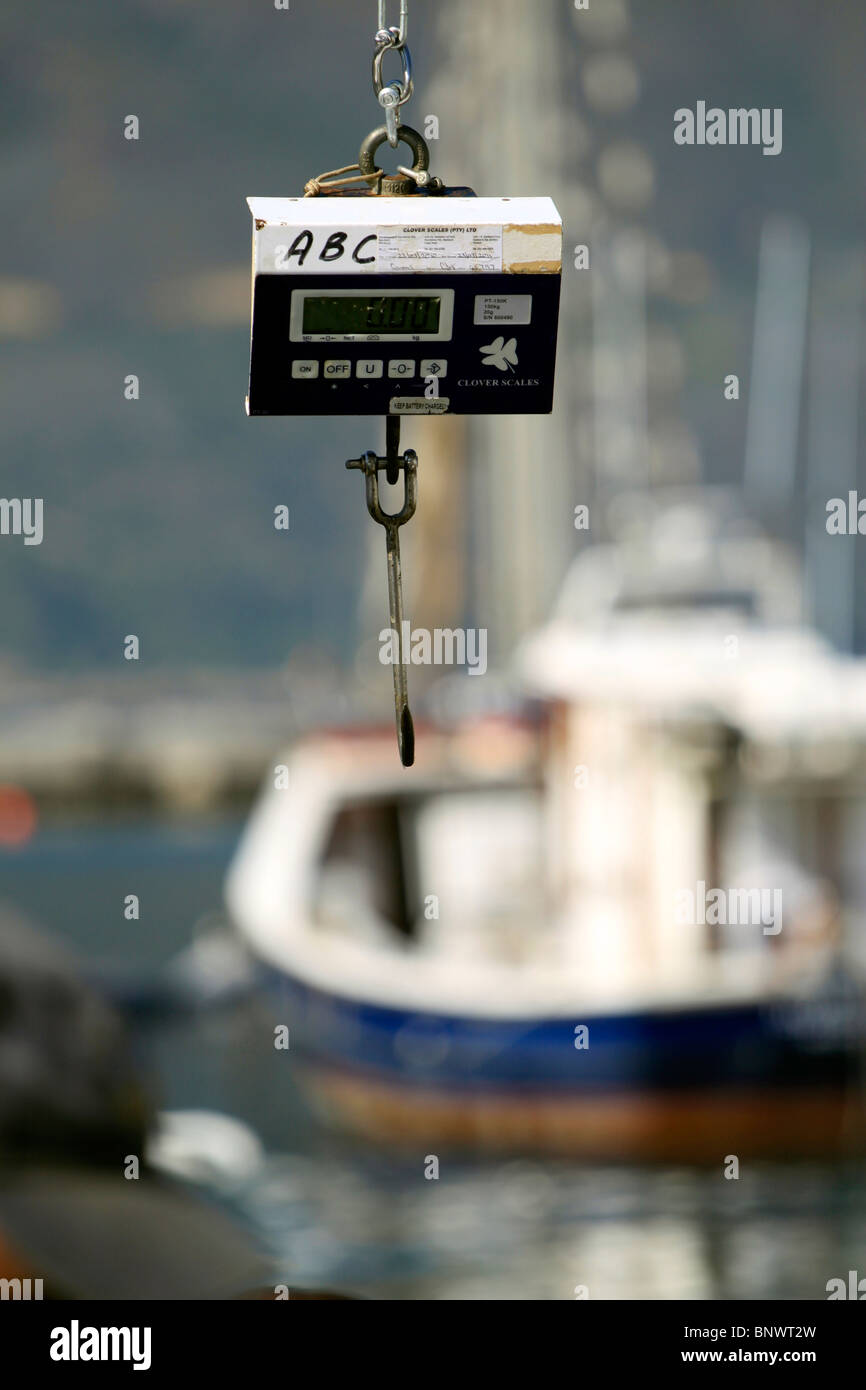 Weighing Fish High Resolution Stock Photography and Images - Alamy