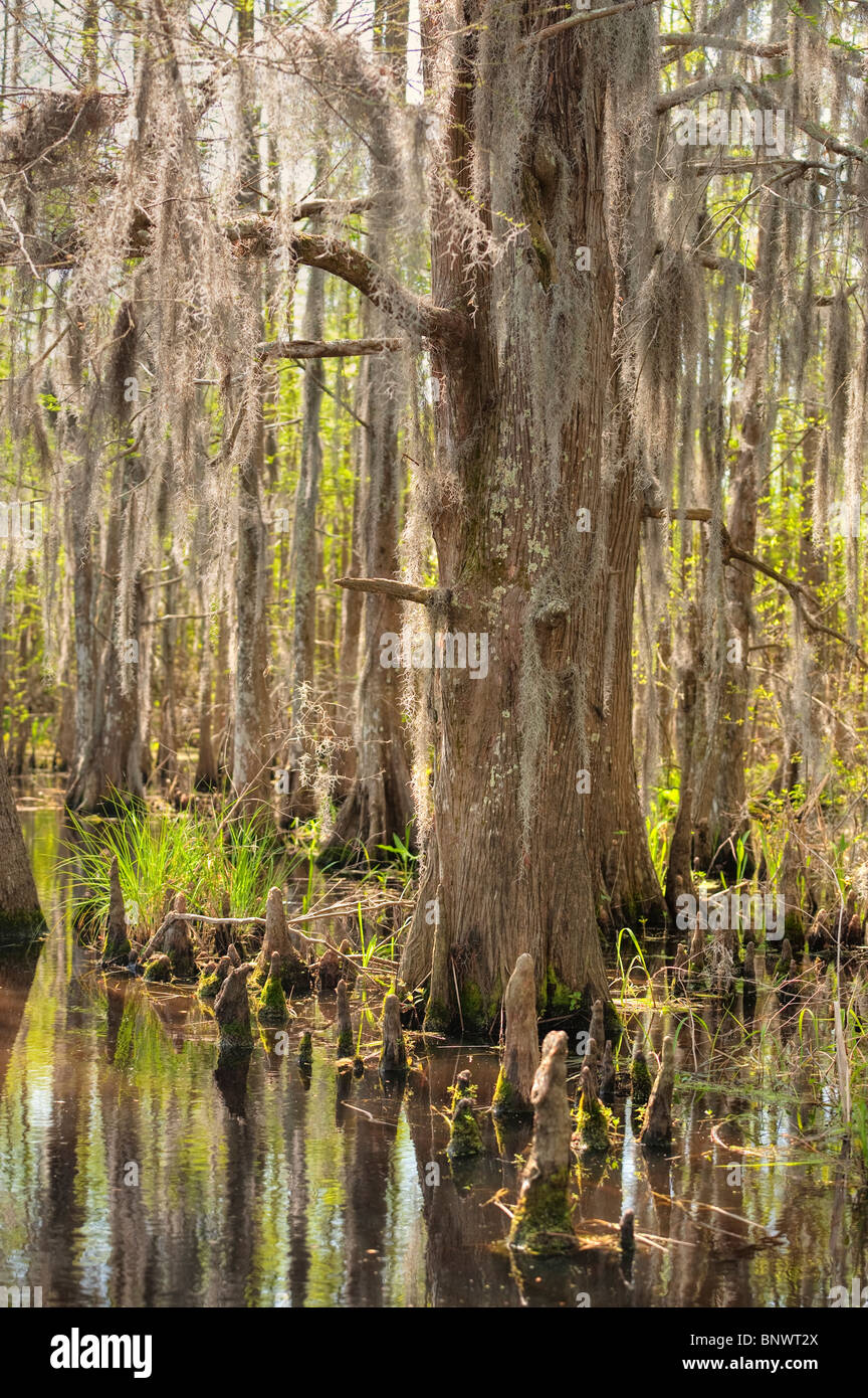 Honey Island Swamp in White Kitchen Nature Preserve Stock Photo - Alamy