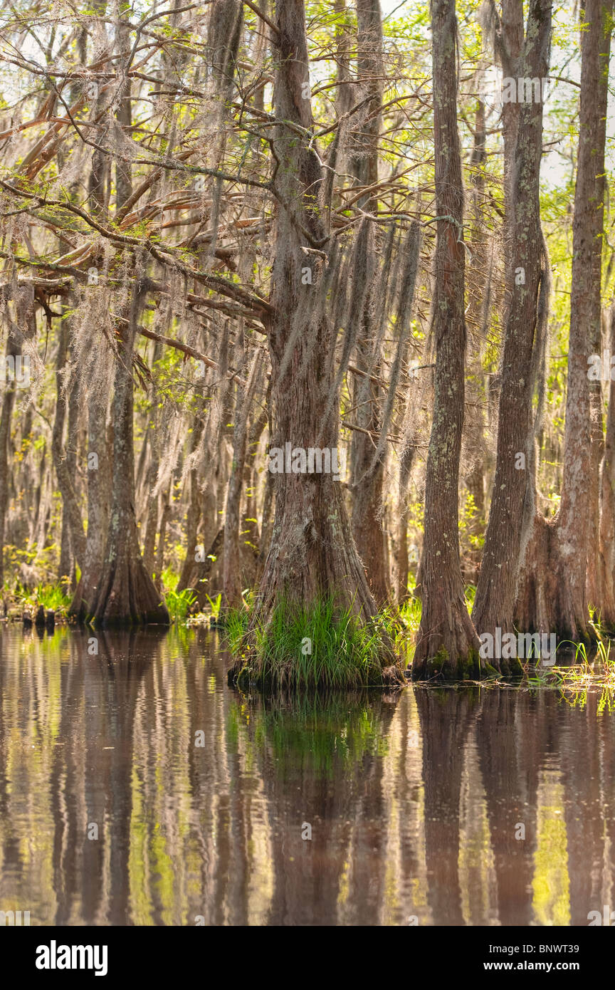 Honey Island Swamp in White Kitchen Nature Preserve Stock Photo Alamy